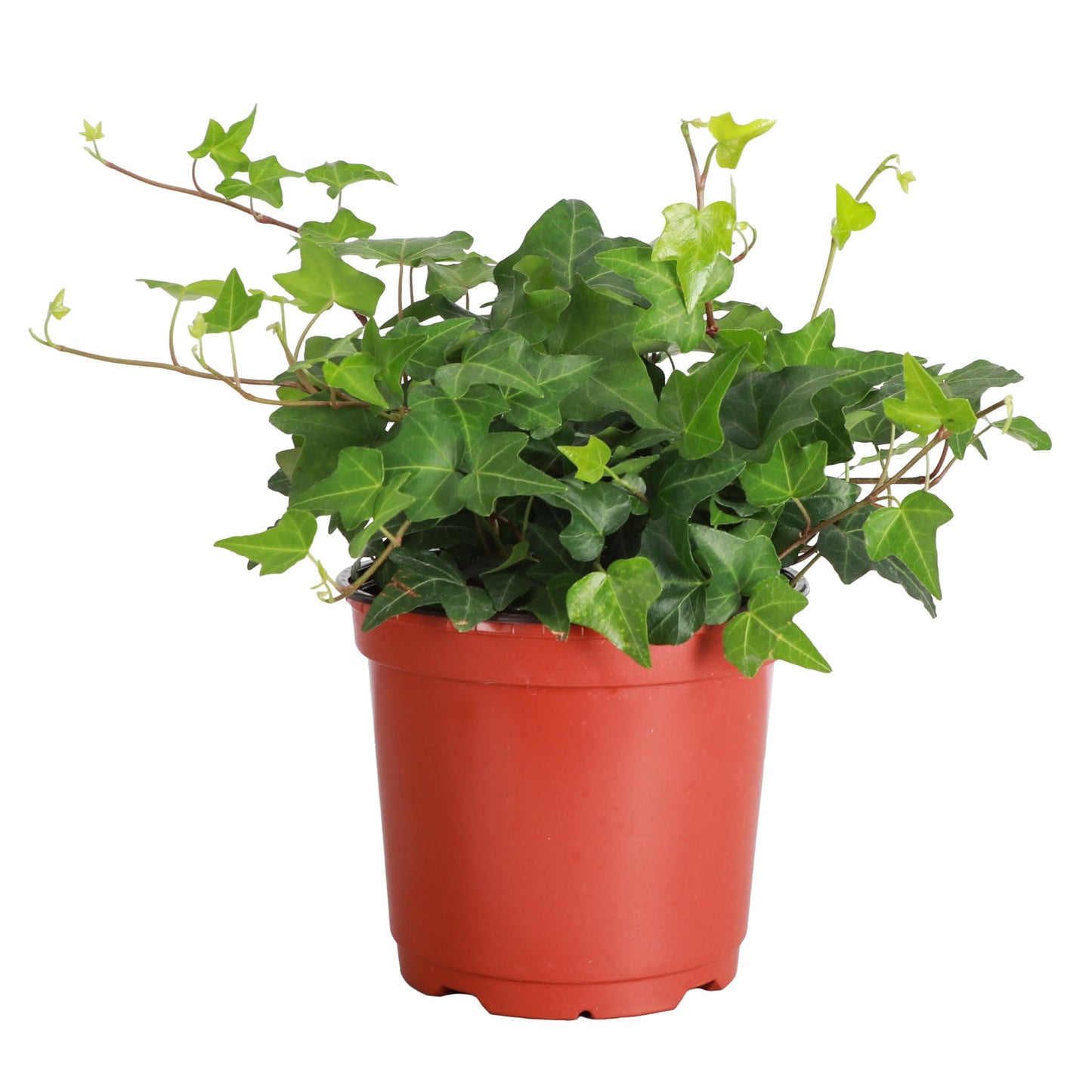 Thorsen's Greenhouse Live Green English Ivy Plant, Hedera Helix, Natural Air Purifier, Easy to Grow, Live Indoor Houseplant, (Nursery Pot - 6" Pot)
