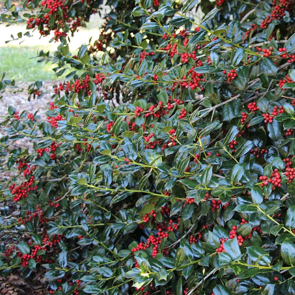 Brighter Blooms - Nellie Stevens Holly Shrub, 1 Gallon - No Shipping to AK, AZ, HI, OR