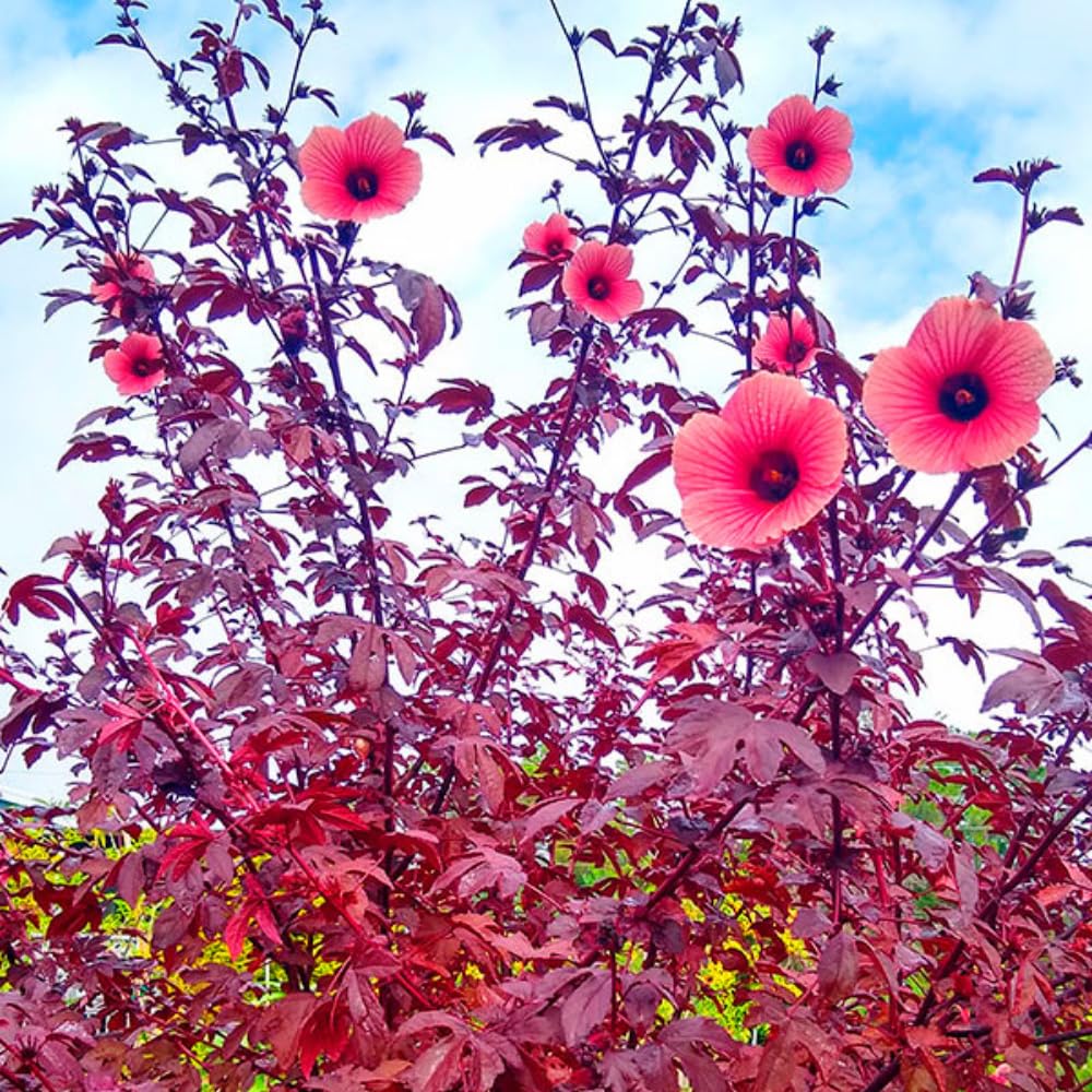 2 Cranberry Hibiscus Plants Live, 4-7 Inches Tall, Edible Foliage Plant, Red Burgundy Hibiscus Flowers