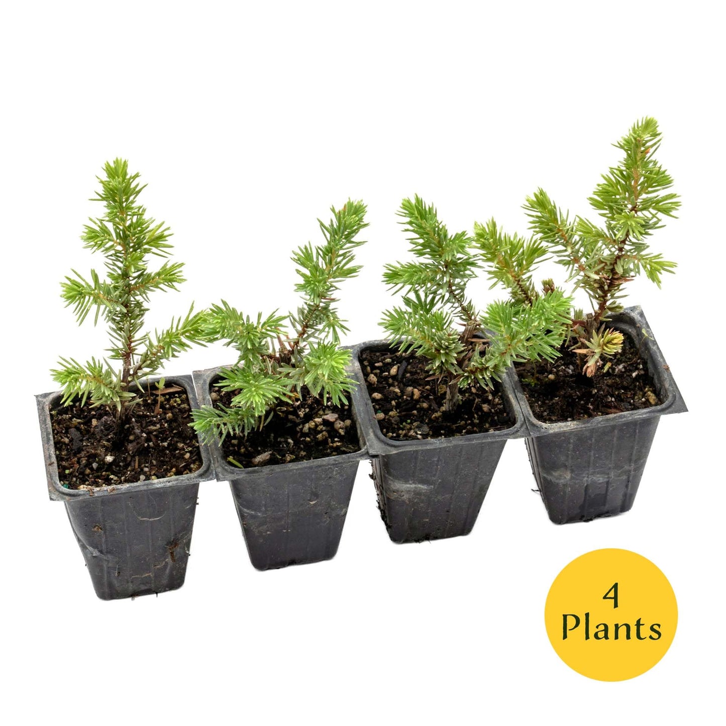 4 Blue Pacific Juniper in 3.5” Nursery Cubes (Juniperus conferta ‘Blue Pacific’) | Low-Growing Evergreen Groundcover for Slopes, Borders & Rock Gardens | Ready-to-Plant Live Starter Plants
