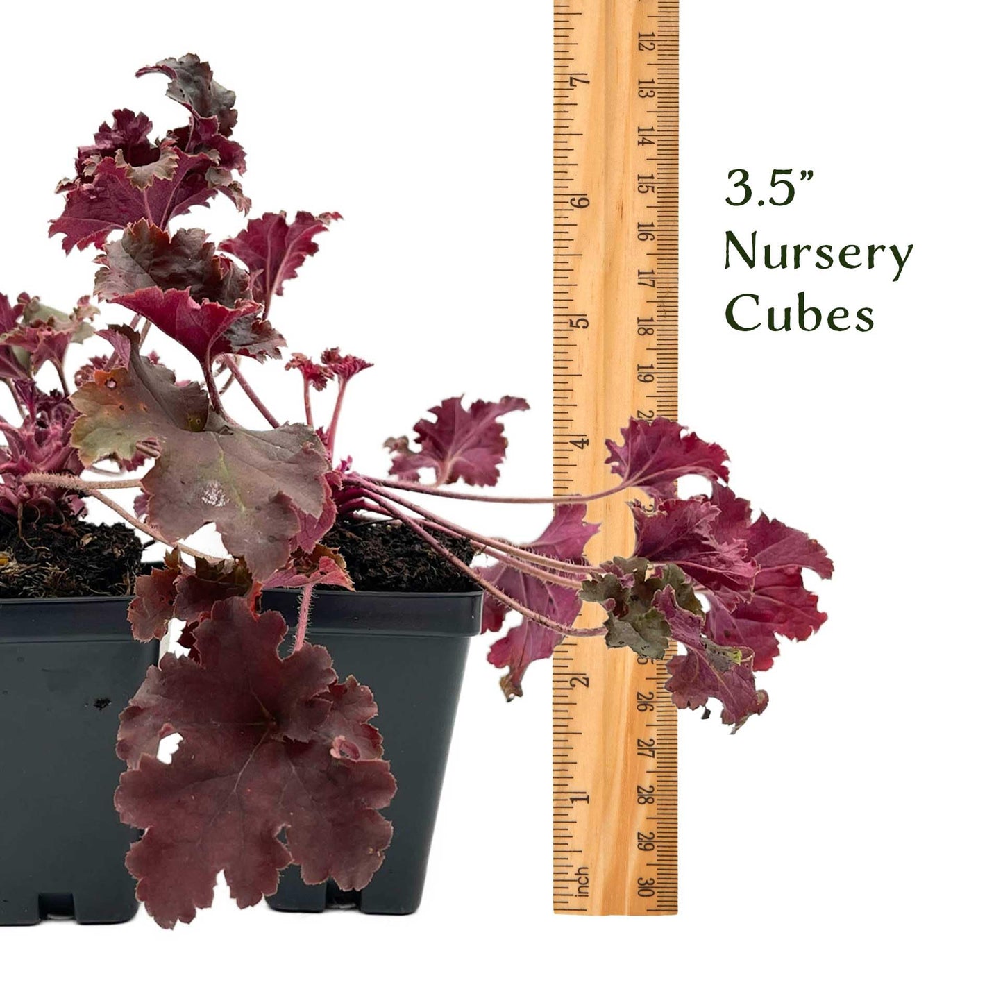 4 Dark Storm Coral Bells – Near Black Evergreen Shade Perennial with Glossy, Compact Ruffled Foliage for Borders & Containers (Heuchera ‘Dark Storm’) in 3.5” Cubes, Live Plants