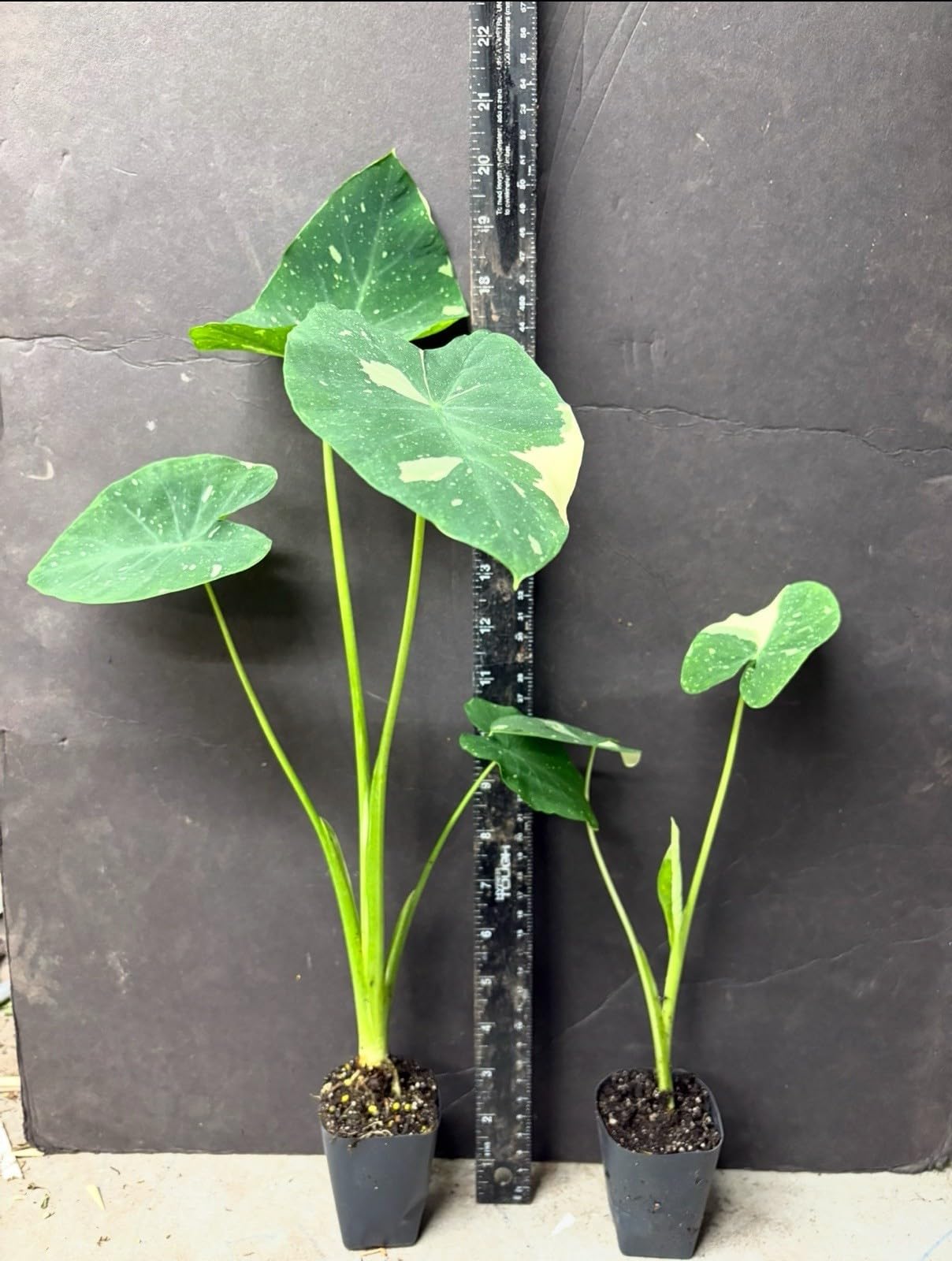 Live Plant - Colocasia esculenta- Elephant Ear - Small Rooted Starter Plant
