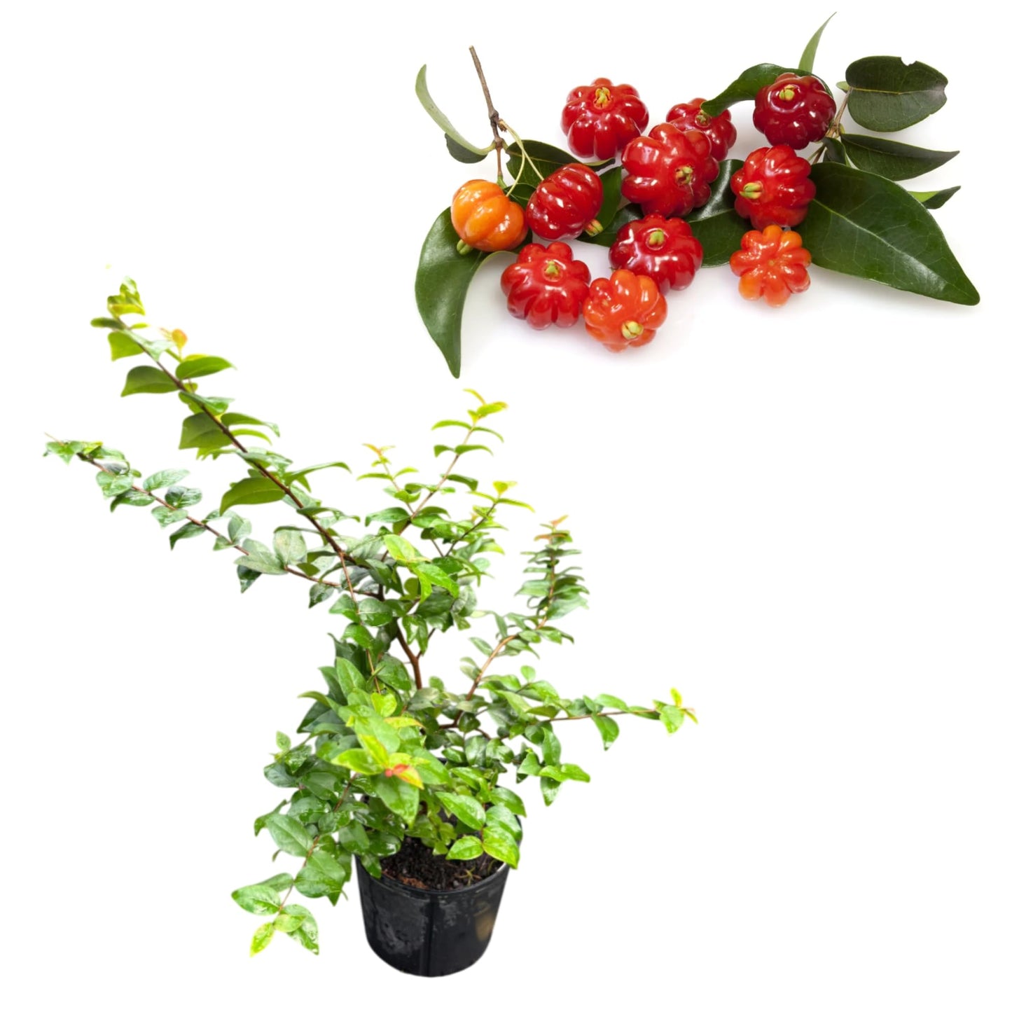 Surinam Cherry Tree Live Plant, Sweet Cherry Fruit Tree Starter, 2-3 Feet Tall in 3 Gallon Pot, Live Fruit Plant for Outdoor Growing, Can't Ship to CA