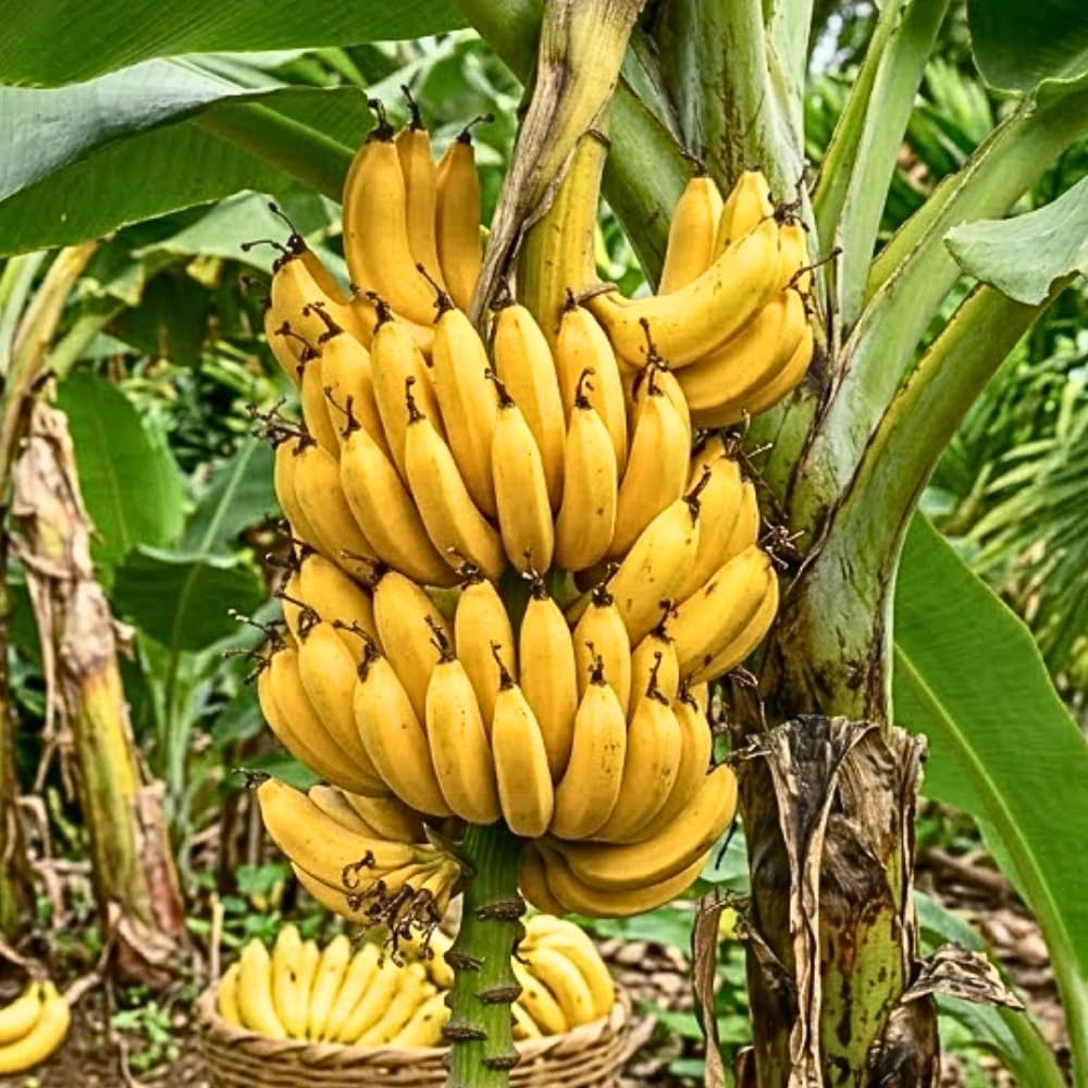 Banana Tree Live Plant, Banana Plant Live, Cold Hardy, Well-Rooted, Sweet Fruit, 4-6 Inches Tall for Outdoor Planting (Dwarf Cavendish Banana)
