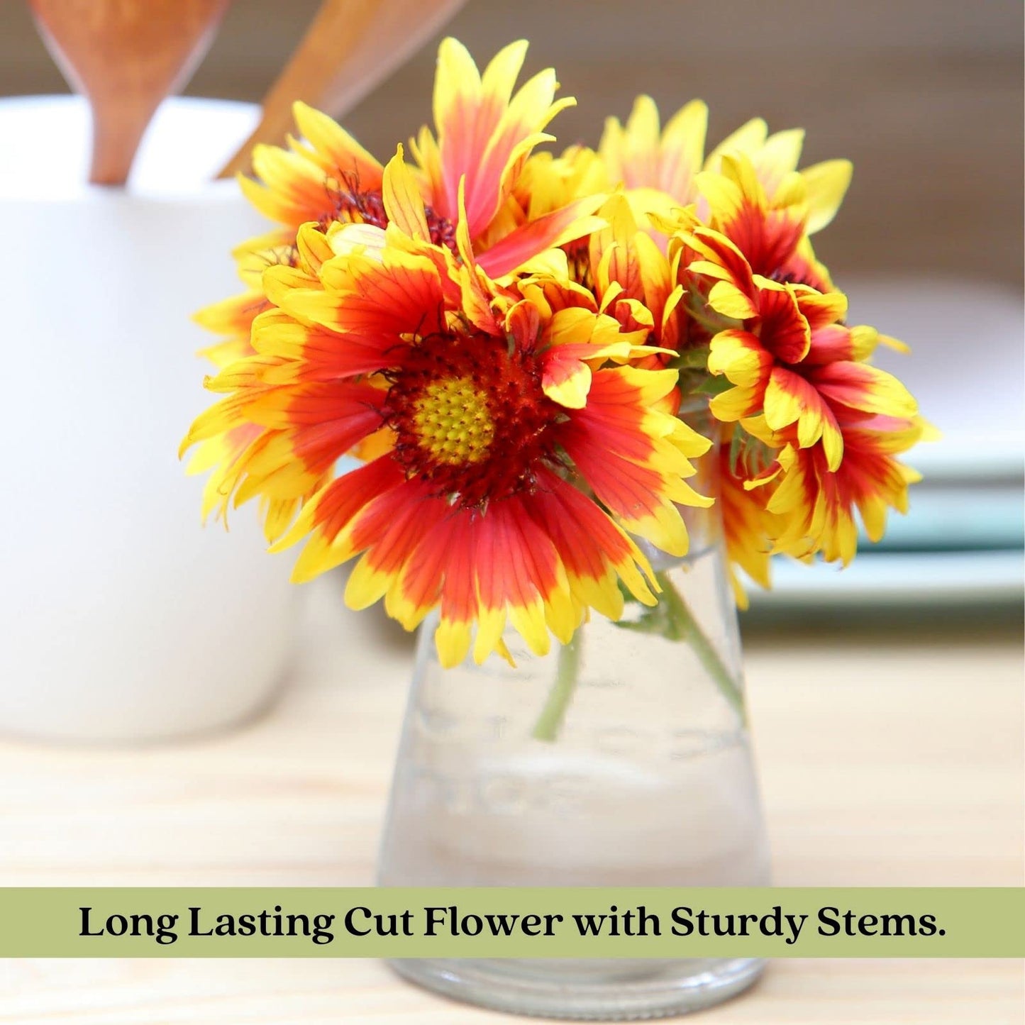 Clovers Garden Blanket Flower (Gaillardia) Arizona Sun Plants – Two (2) Live Plants – Non-GMO - Not Seeds - Each 4" to 8" Tall – in 4" Inch Pots – Hardy Flowering Perennial, Pollinator Favorite