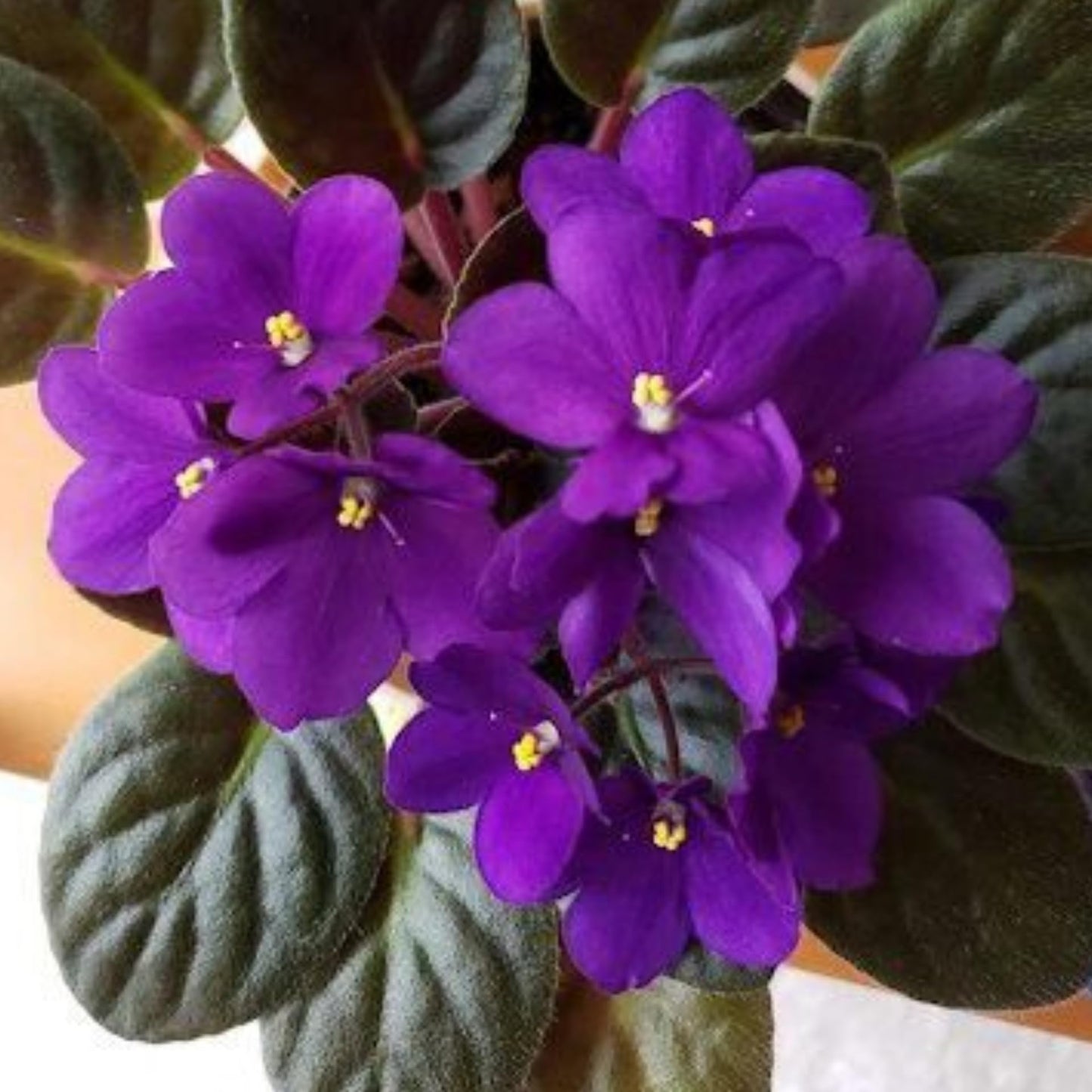African Violets Live Plant in 4 Inch Pot, Purple Blooms, Perennial Flower Houseplant African Violet Plant for Indoors Outdoor Garden