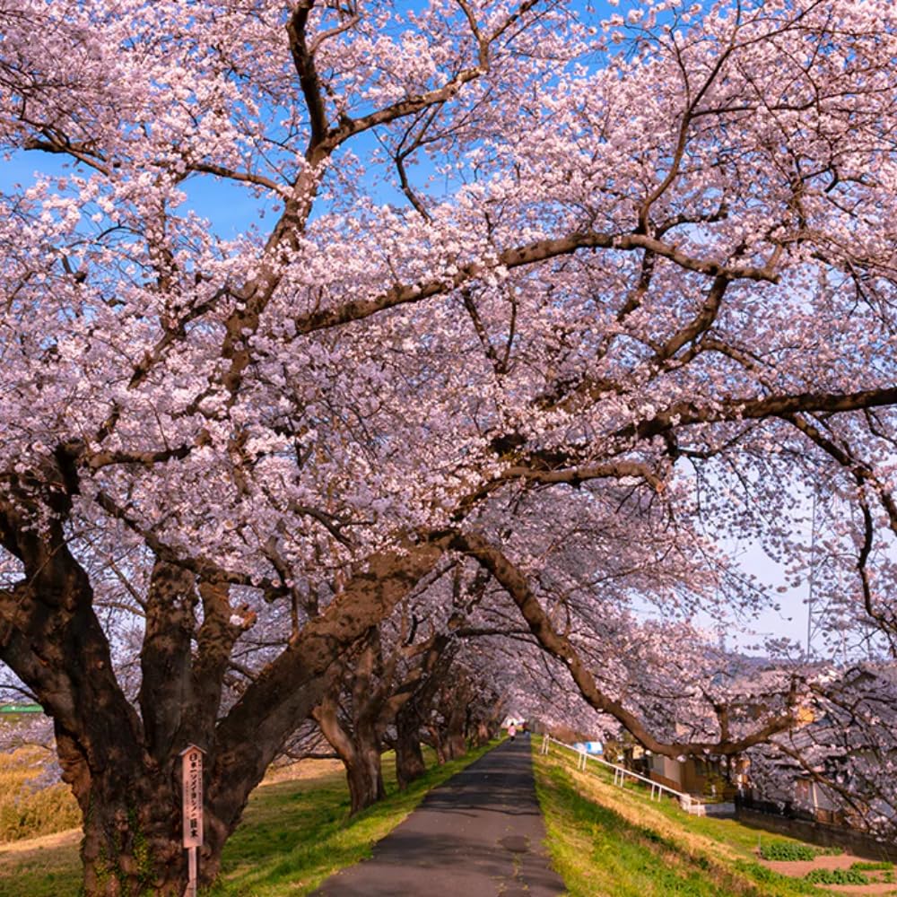 Cherry Blossom Tree, Live Ornamental Tree 6-12" Tall in Pot, Beautiful Spring Blooms for Outdoor Planting (Light Pink Cherry Blossom)