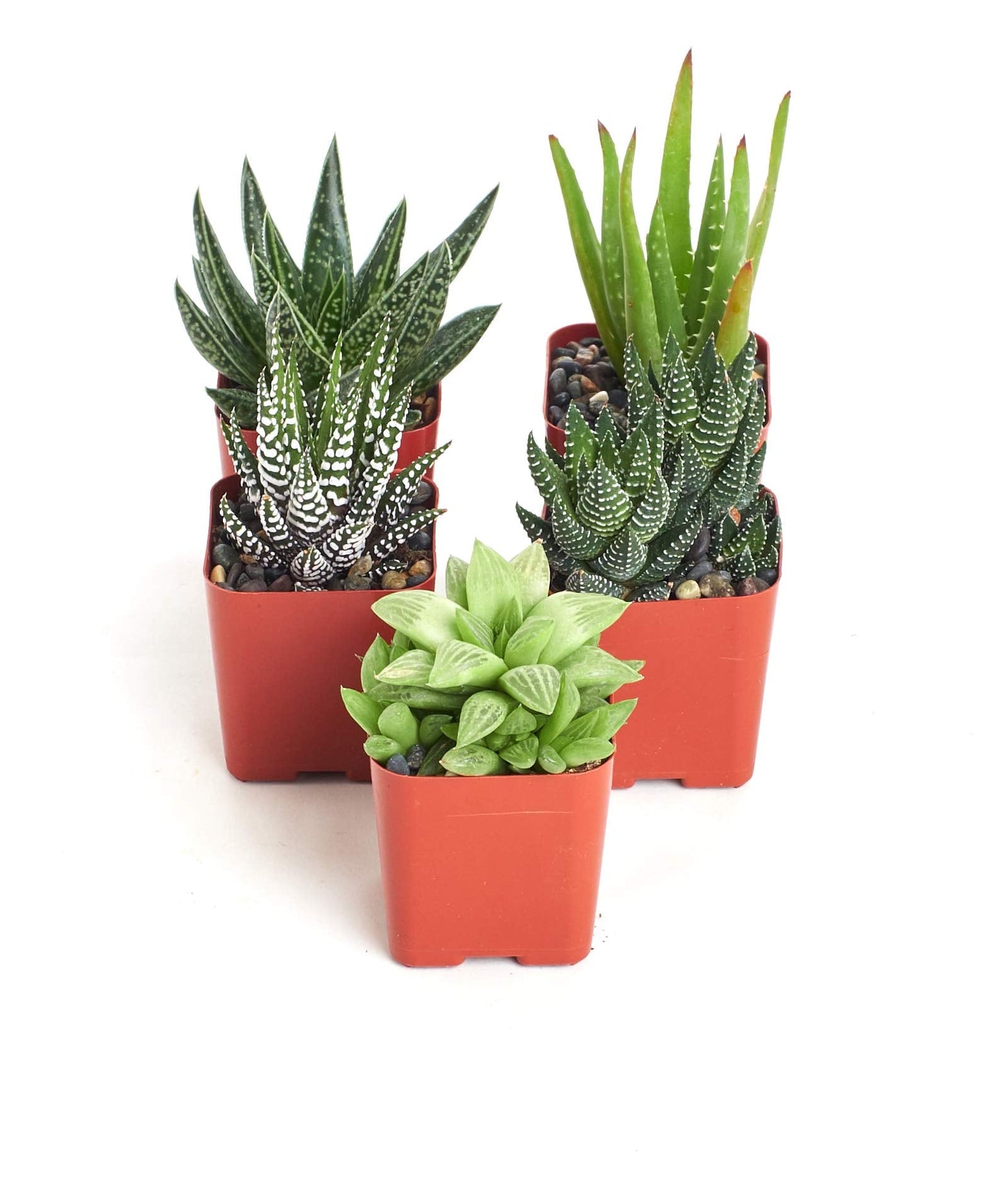 Shop Succulents | Haworthia Collection | Assortment of Hand Selected, Fully Rooted Alluring Miniature Aloe Live Indoor Succulent Plants, 5-Pack