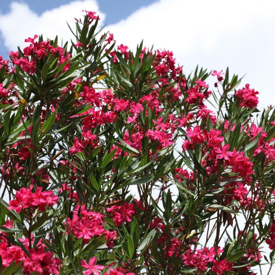 Pink Oleander Live Plant 4-8 Inch Tall, Pink Oleander Plants Live for Garden, Flowering Outdoor Shrub for Planting