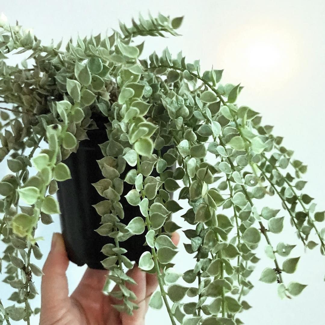 Million Hearts Plant - Variegated - 2 Live Starter Plants in 2 Inch Grower's Pots - Dischidia Ruscifolia Variegata - Elegant Indoor Outdoor Succulent Easy Care