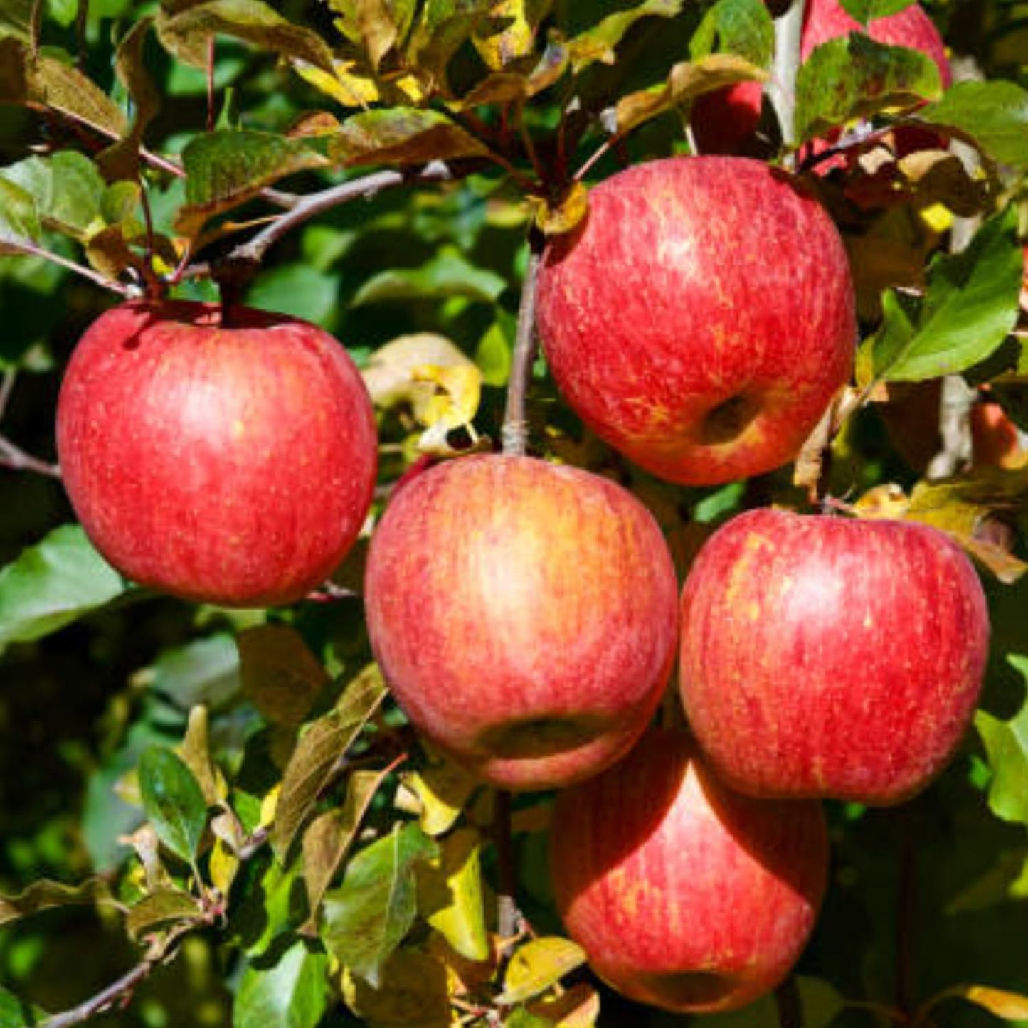 Gala Apple Tree Live Plant, Apple Plant Live for Planting, 2-3 Feet Tall, Bareroot Dormant, Live Apple Tree Plant Live, Sweet Apple Fruit Tree Ready to Grow Your Garden