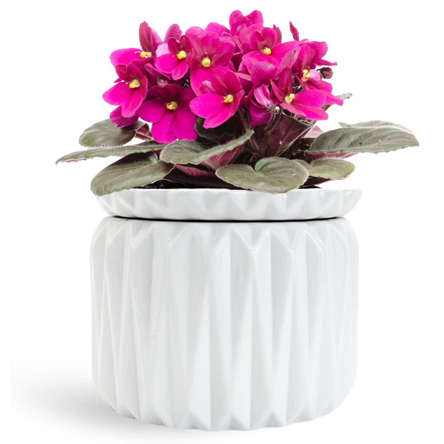 Thriving Thicket 6 Inch African Violet Pots Self Watering, Ceramic Planter with Water Reservoir and Fill Lines, 4 Inch Opening, Indoor Flower Pot, Holds 3 Weeks of Water (1 Pack)