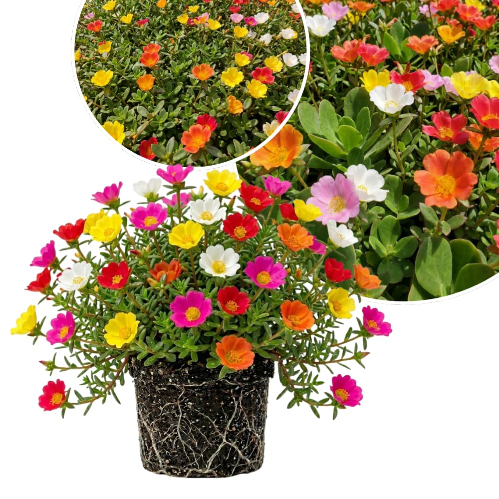 4 Assorted Portulaca Plants Live, Moss Rose Portulaca Plants, 4-7'' Tall, Flowering Groundcover Garden
