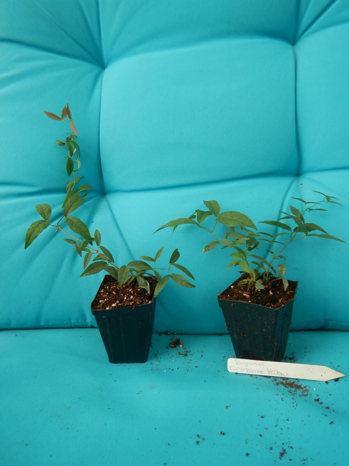 Live Plant - Bignonia Yellow Crossvine Rooted Starter Plant
