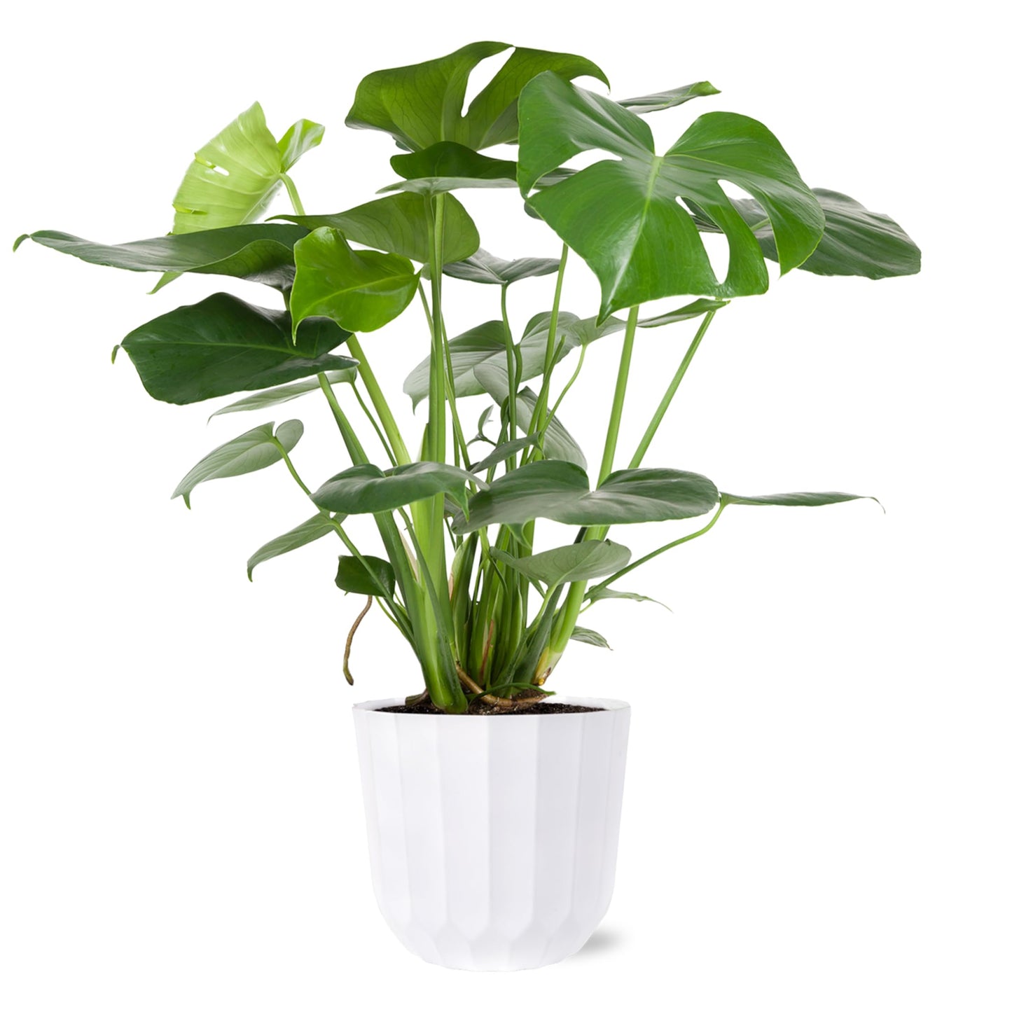 Green Circle Growers 8" Monstera Live Indoor Plants in 8” White Jazz, House Plant, Bright Indirect Light