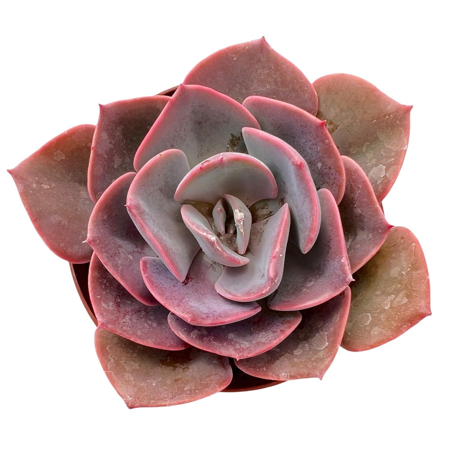 Sprout N Green Live Echeveria 'Dusty Rose', Rare Mini Succulent Plant Fully Rooted in 4" Pot, Real House Plant for Indoor Outdoor Home Office Wedding Decoration Party Favor