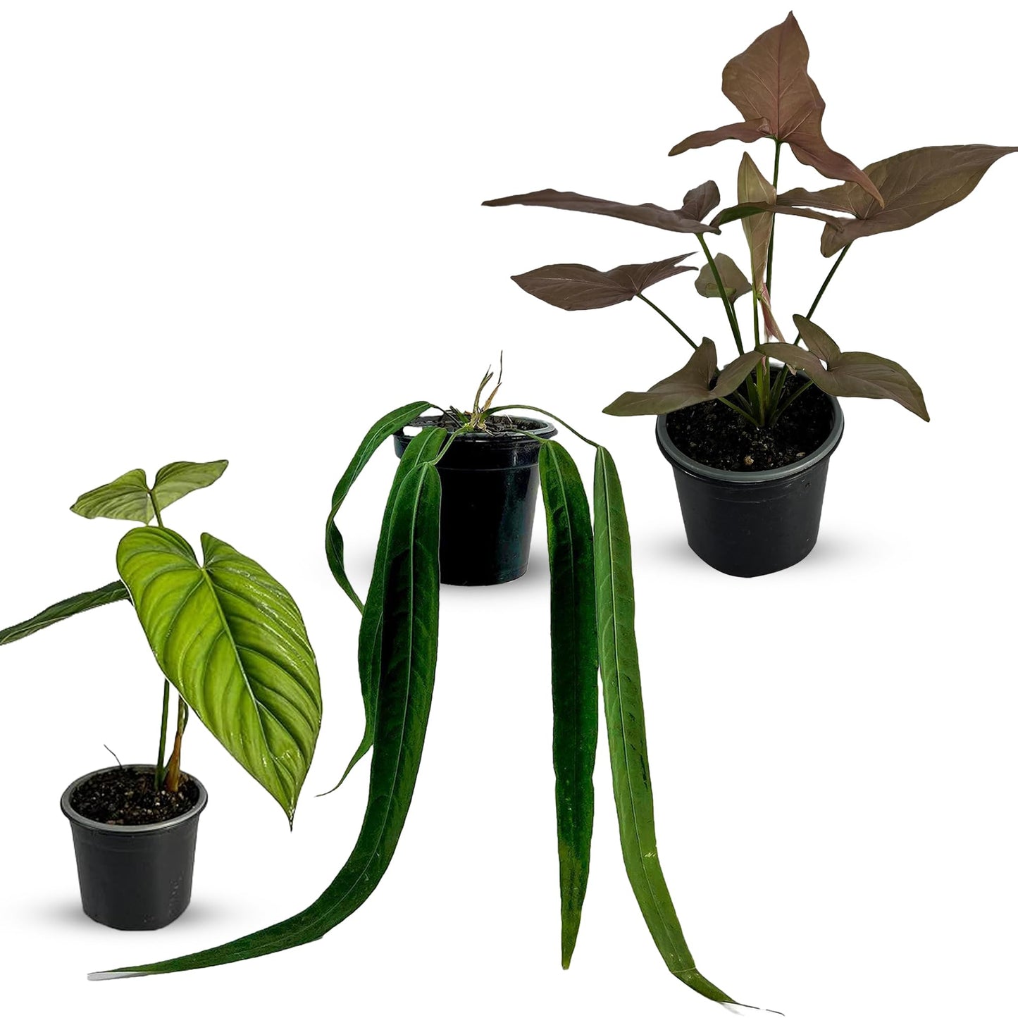 LEAL PLANTS ECUADOR Anthurium Pallidiflorum,Syngonium Pink Schott, Philodendron SP Colombia (Pack of 3) Live Plants Perfect for Indoor & Outdoor