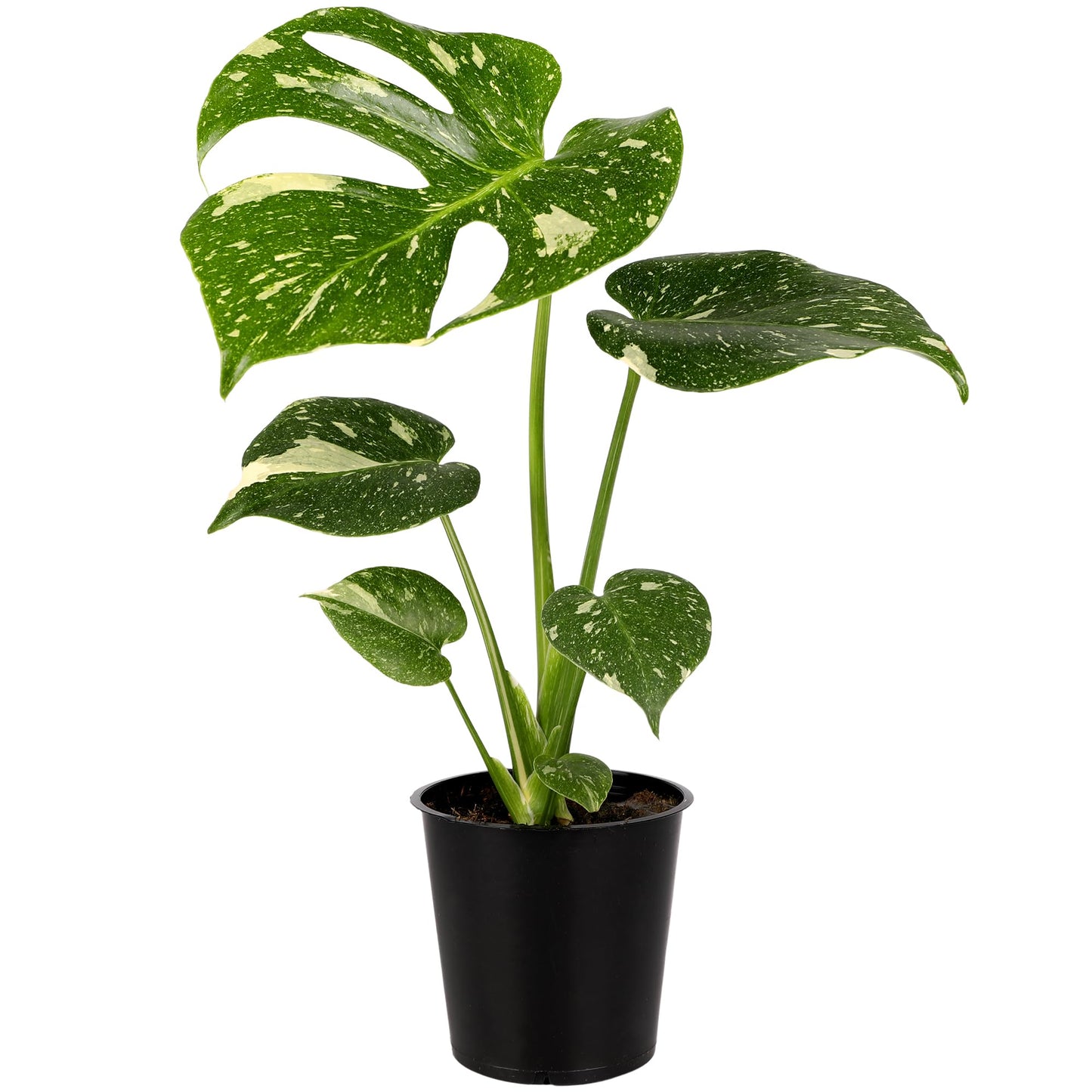 Wild Interiors Thai Constellation Green and Cream Monstera Live Plants in 5” Grower Pot