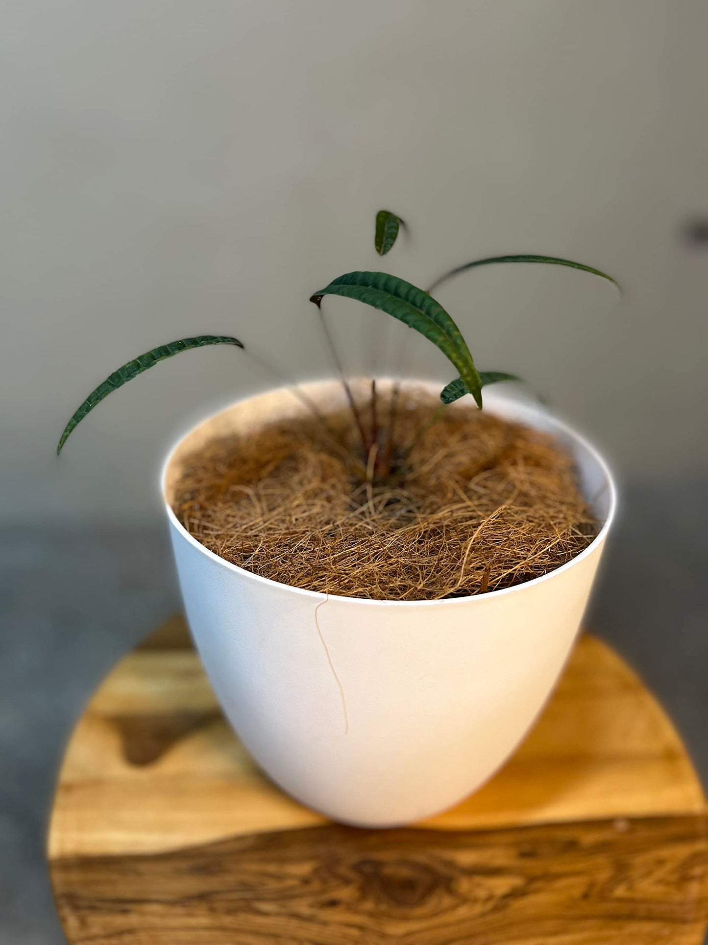 LEAL PLANTS ECUADOR Anthurium Cutucuense| Exotic Green Indoor Houseplant | Rare Anthurium Live Plant for Home Decor | Low Maintenance Tropical Plant for Living Room | Unique Heart-Shaped Foliage