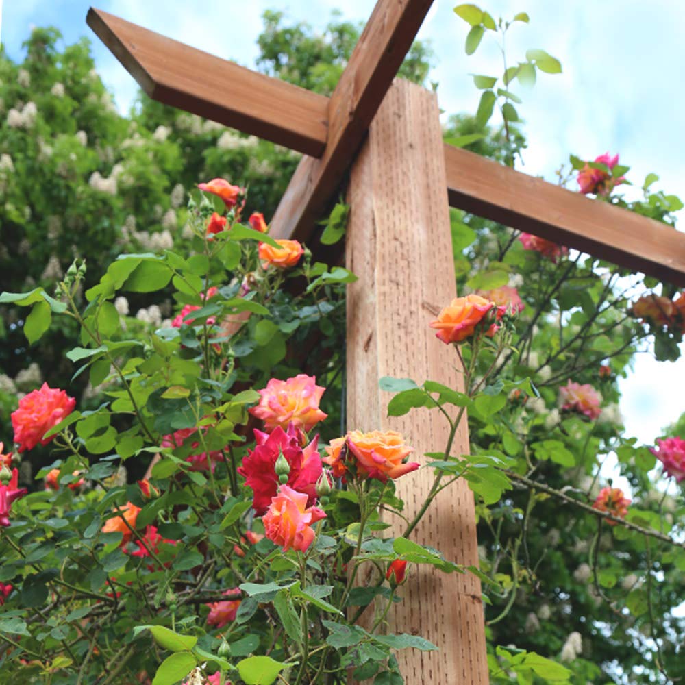 Heirloom Climbing Roses, Live Own Root Plant for Outdoor Garden, Joseph's Coat, Lightly Fragrant, Hardiness Zones 5-10, Continual Blooming