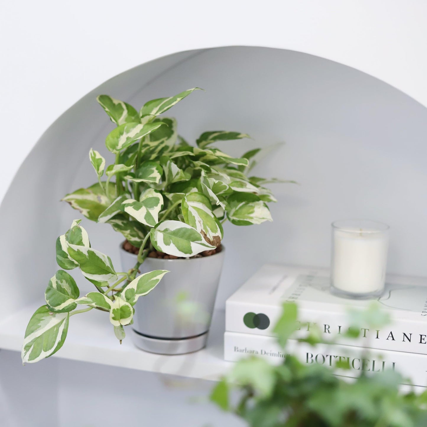 Pothos N'joy (4 inch) - Air-Purifying Houseplants - 4/6 inch Unique Live Decorative Houseplants - Low-Maintenance Indoor Plants, House Warming Gift, Natural Air Purifier