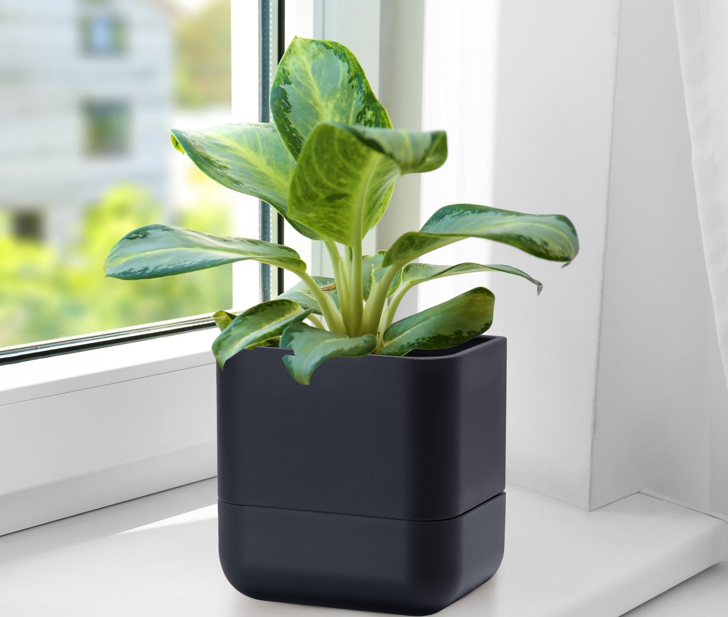 Phoenix Vine 6.5 Inch Wall Mounted Self-Watering Planter Pot for Indoor Houseplants and Herbs | Hanging Planter for Window Sills, Bathroom Walls, Home & Office Décor, Black, Set of 2, 01-C-E-2
