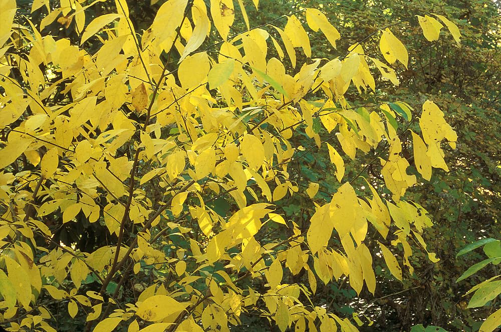 Live Plant - 2 Northern Spicebush Shrubs - 12-18" Tall Live Plants, 4" Pots - Lindera Benzoin