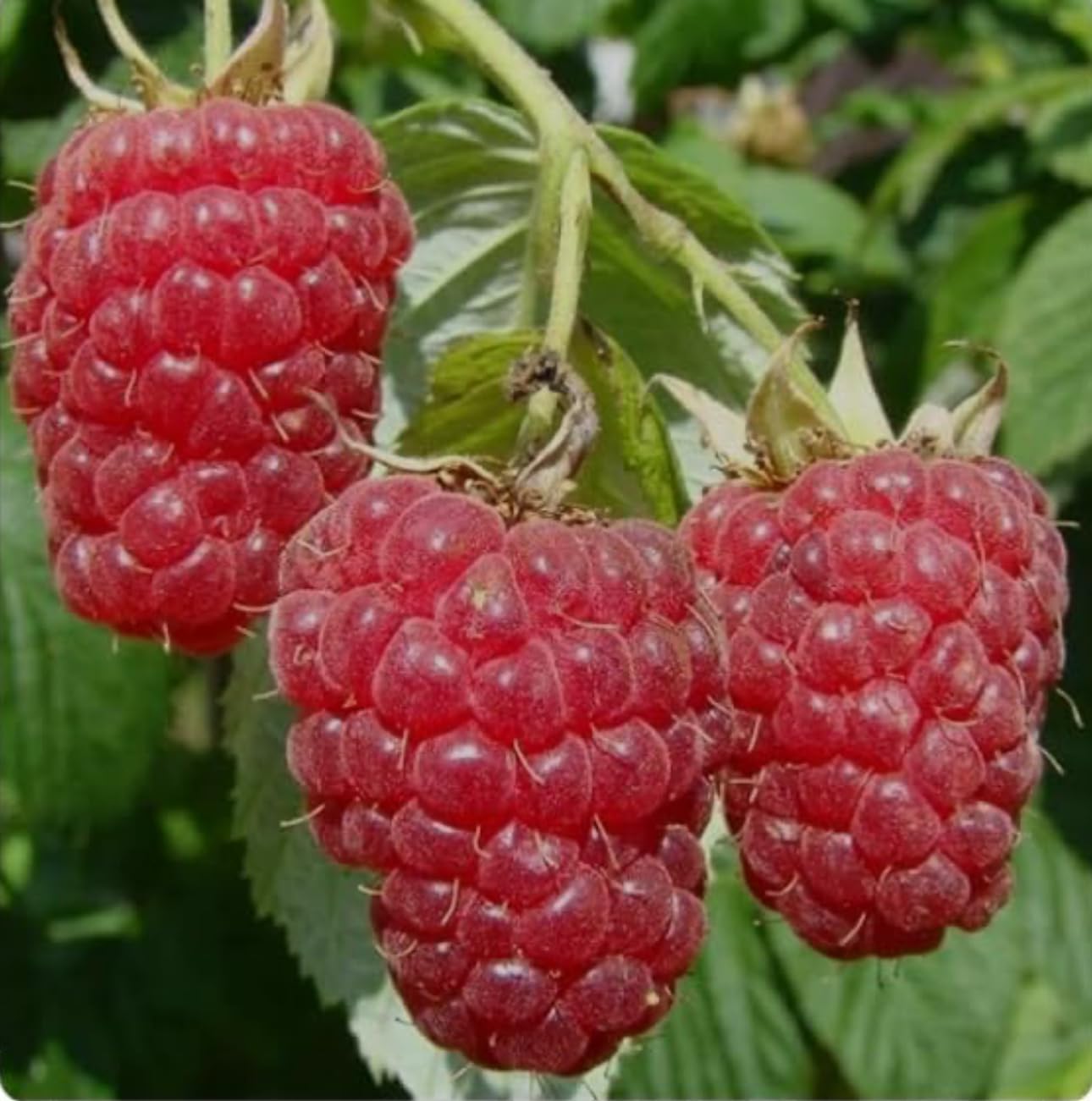 Raspberry Shortcake (Dwarf, Thornless Raspberry) 1 Live Plant in Pot