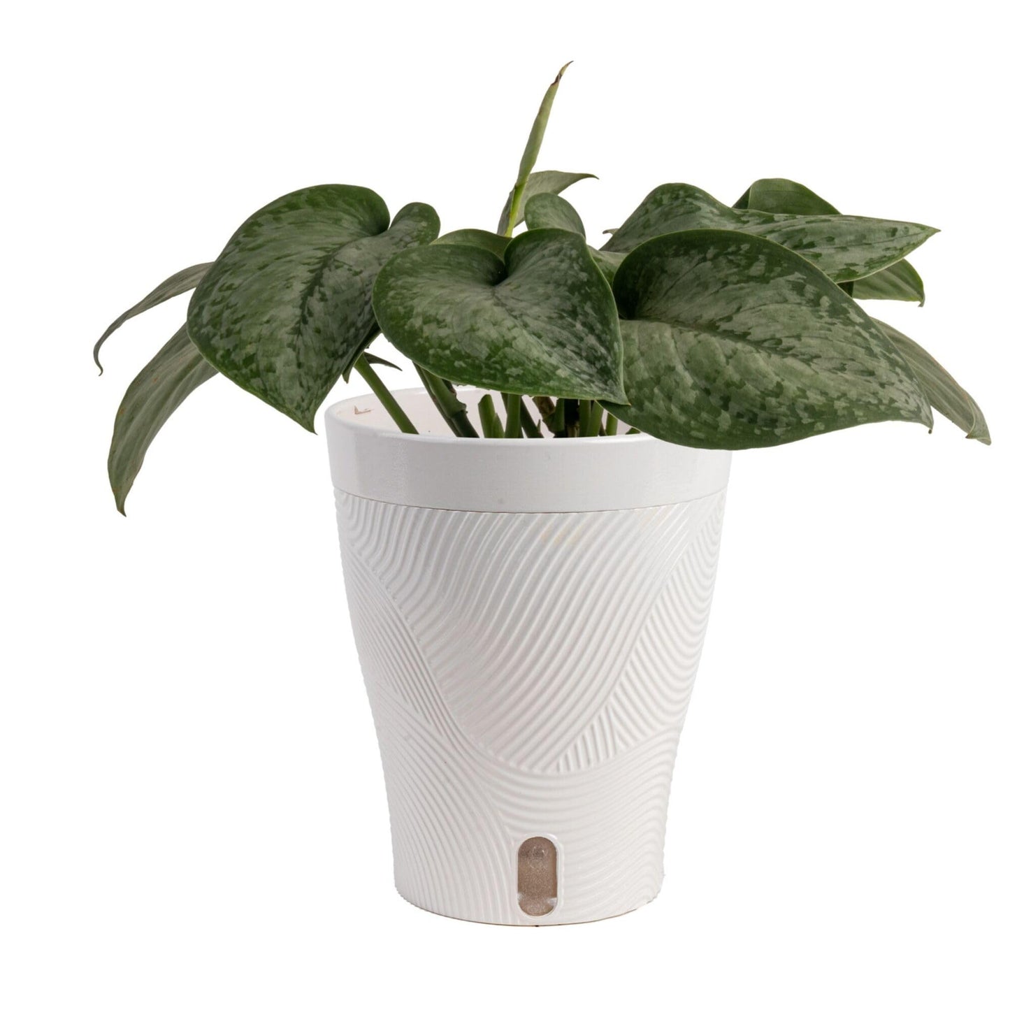 Costa Farms Scindapsus Mount Salak Live Indoor Plant, Rare Silver Satin Pothos Variety in Self-Watering Decor Pot, 12-16 Inches Tall, Easy Care Low Light Vining Houseplant, Gift for Home or Office
