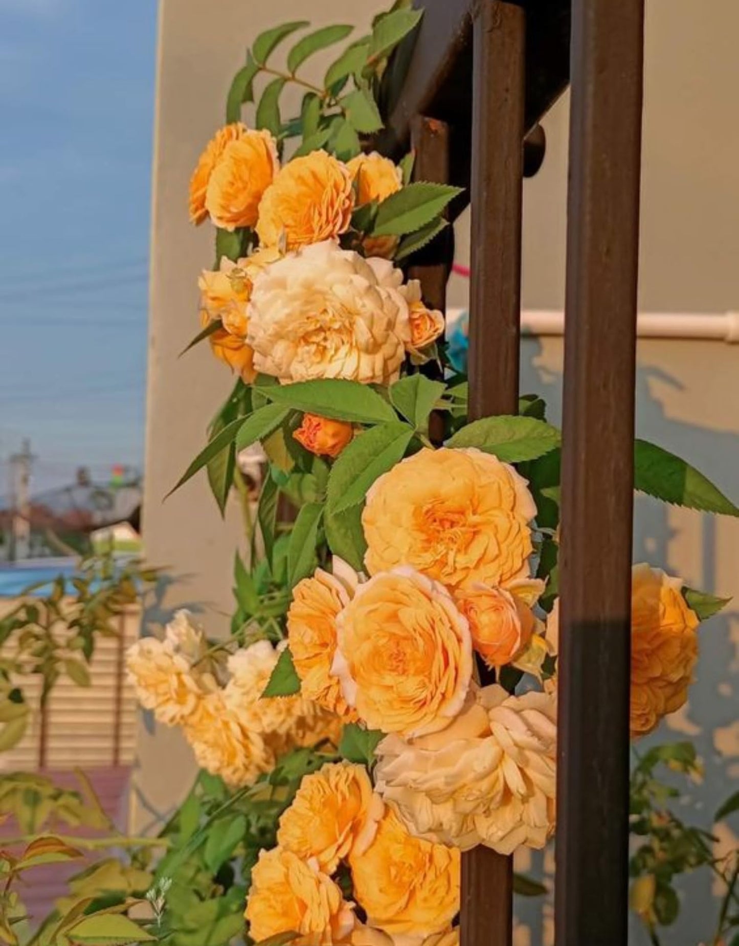 Honey-Apricot Rose Bushes Ready to Plant, Climbing Roses Live Plants Fragrant, 6-8 Inc Tall in Pot, Year-Round Blooming, Can Grow as Bush or Climber