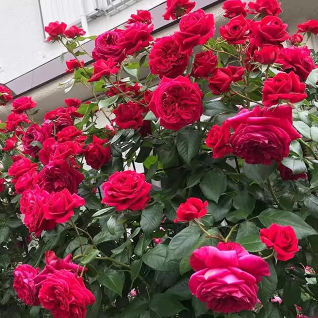 Hot Pink Climbing Rose Live Plant, Fragrant Rose Bush Ready to Plants, Zone 5 to 9, Size 3 to 7 Inches and Bare Root