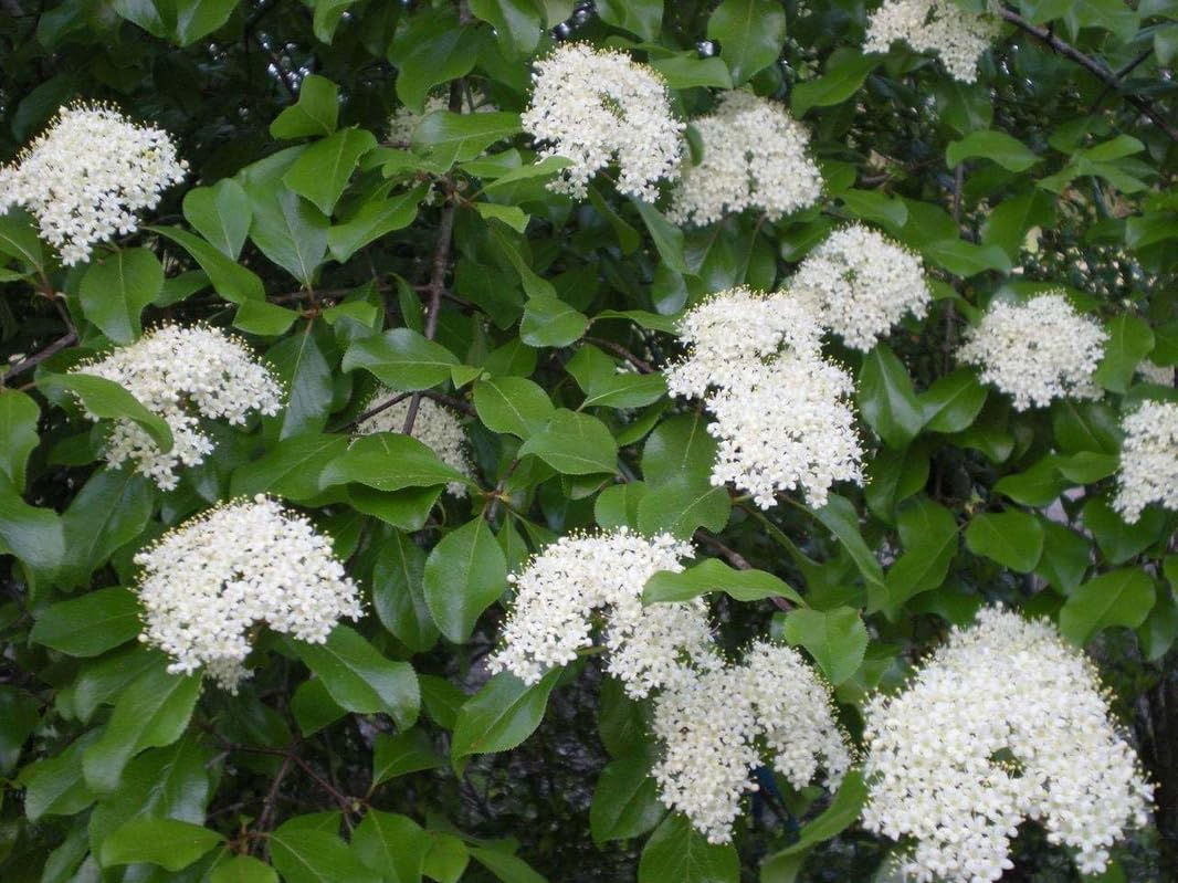 Blackhaw Viburnum Shrub - 10-16" Tall Live Plant - Quart Pot - Black Haw Viburnum Bush Seedling - Edible Berries - Viburnum prunifolium