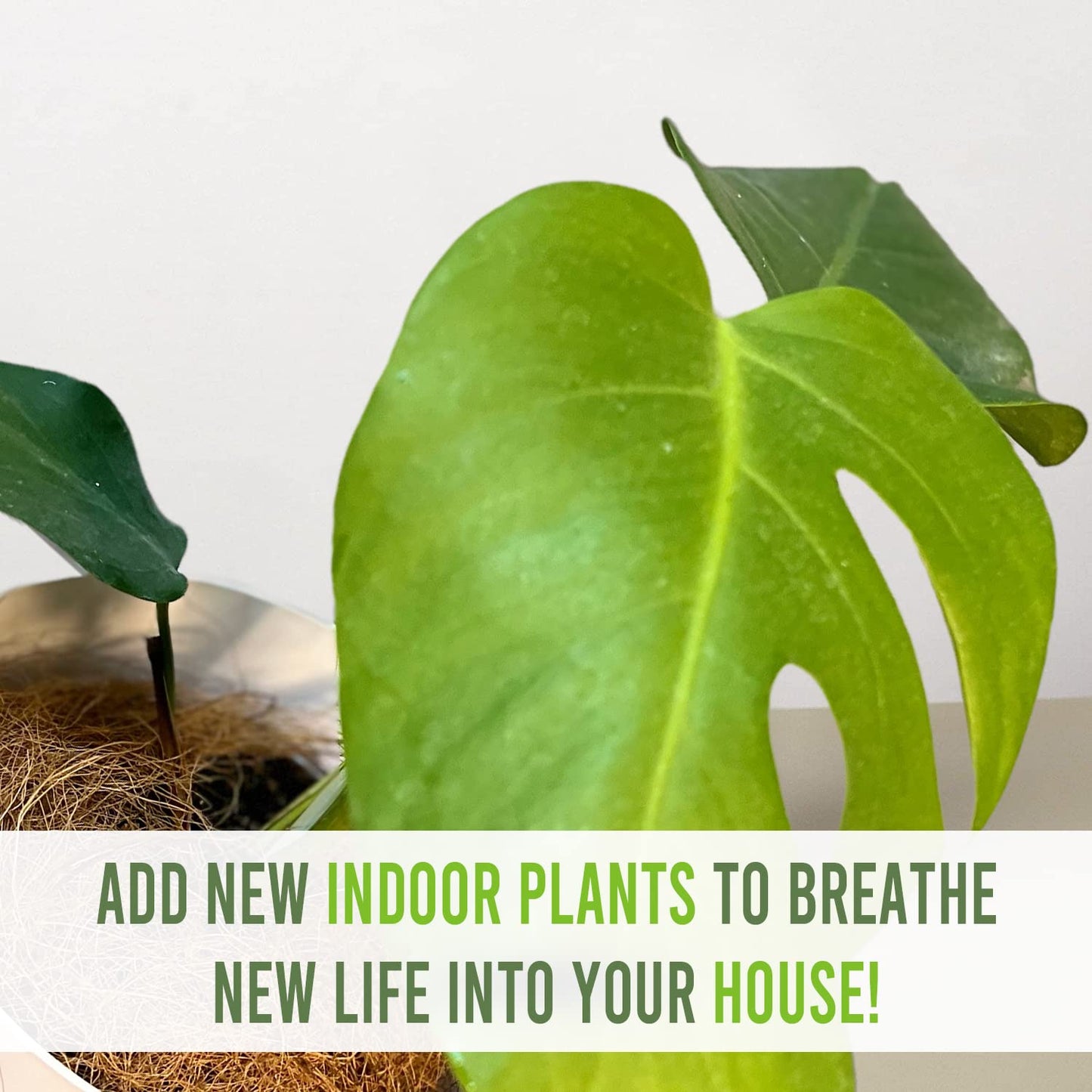 LEAL PLANTS ECUADOR Monstera Deliciosa Live Plant| Large Indoor Swiss Cheese Plant | Tropical Air-Purifying Houseplant with Unique Perforated Leaves | Easy Care Monstera Indoor House Plant