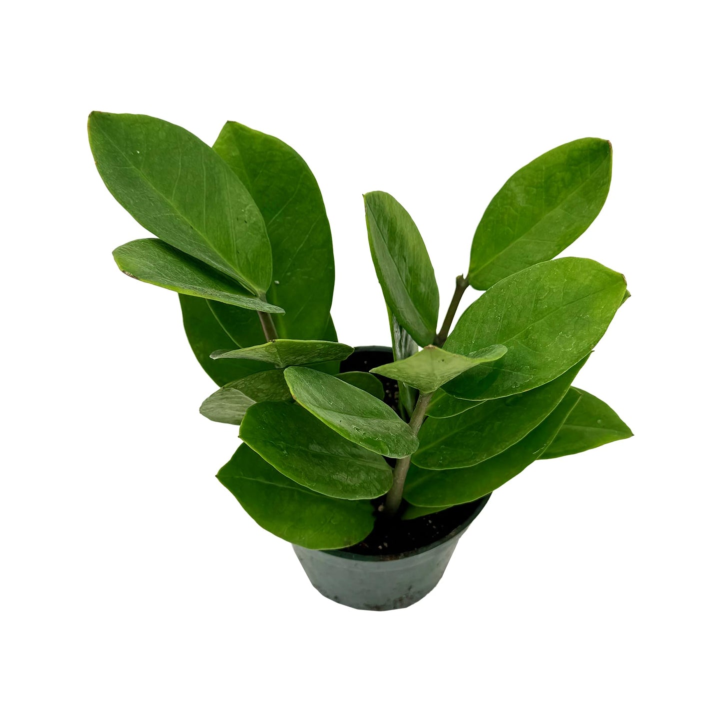 Live ZZ Plant - Zamioculcas zamiifolia - ragnaroc Tropical Plant 6-12” Tall - 1ct - Live Arrival Guaranteed - House Plants for Home Decor & Gift