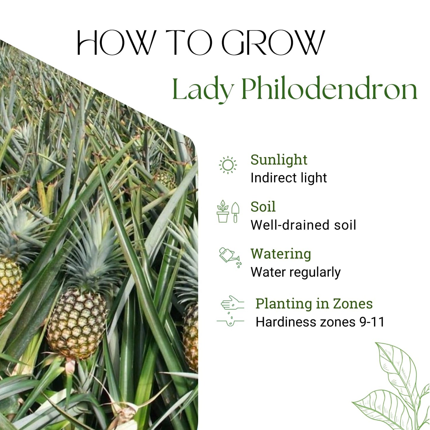 Gold Pineapple Plant Live, Cold Hardy Pinapple Fruit Tree 4-6 Inc, Tropical Plant for Garden