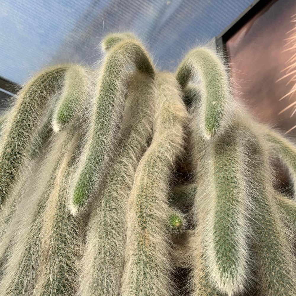 Trailing Monkey Tail Cactus Plant Live, 6 to 8 Inches Tall, Live Succulents Plant for Planting Indoor Oudoor