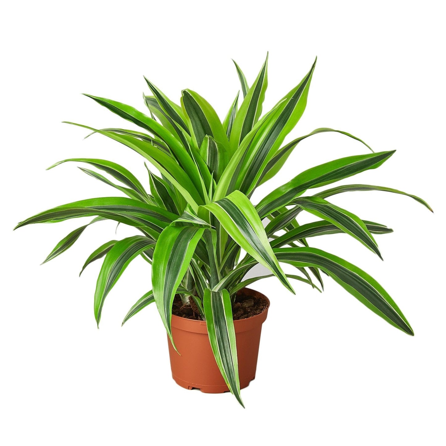 Dracaena Deremensis 'Lemon Surprise' | Live Plant for Indoor & Outdoor | for Living Room, Office, Bathroom | (4" Pot)