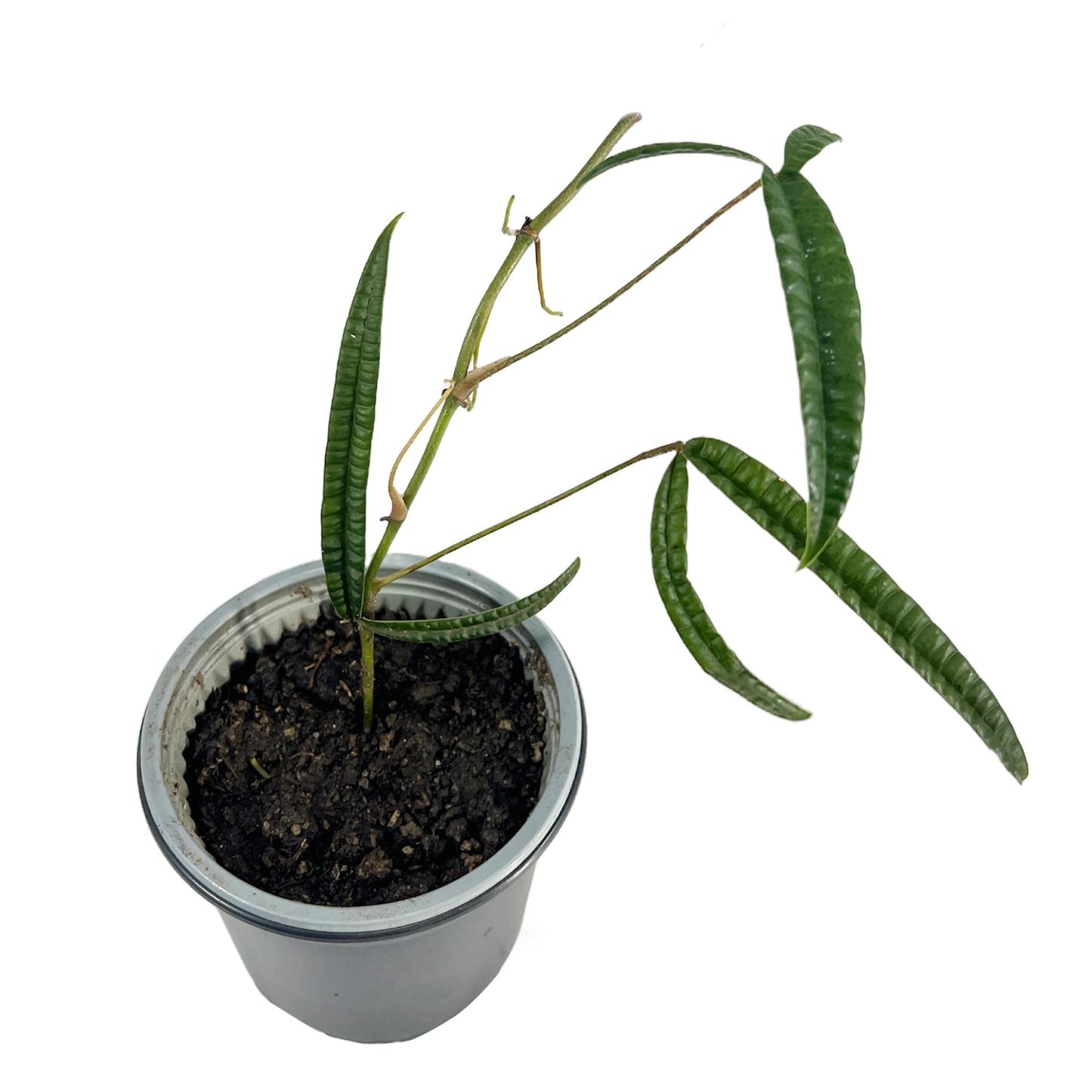 LEAL PLANTS ECUADOR Anthurium Cutucuense| Exotic Green Indoor Houseplant | Rare Anthurium Live Plant for Home Decor | Low Maintenance Tropical Plant for Living Room | Unique Heart-Shaped Foliage