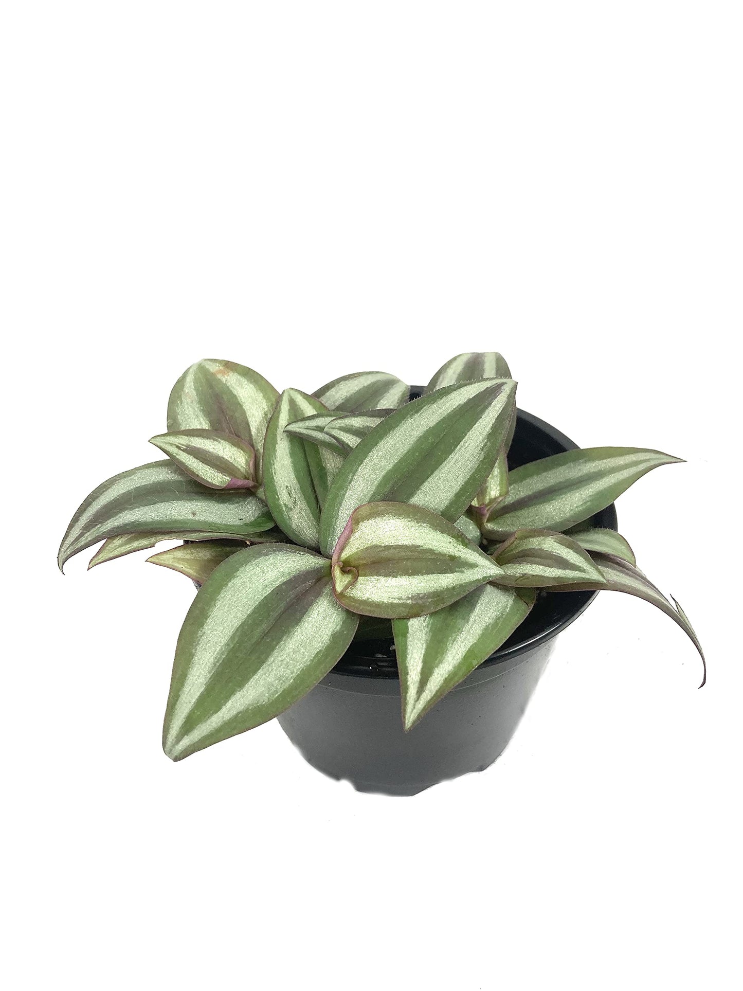 5 Pack Indoor Houseplant Collection - 5 Live Plants in 4 Inch Pots - Grower's Choice Based on Health, Beauty and Availability - Florist Quality Easy to Grow Air Purifying Indoor Plants