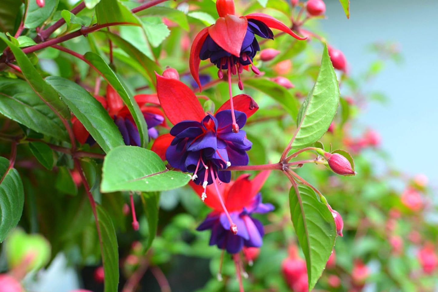 Fuchsia Plants Live, 2 Fuchsia Live Plants, 5 to 7 Inc, Fuchsia Plants, Purple Fuchsia Flower Plant, Easy to Plant Indoor, Outdoor