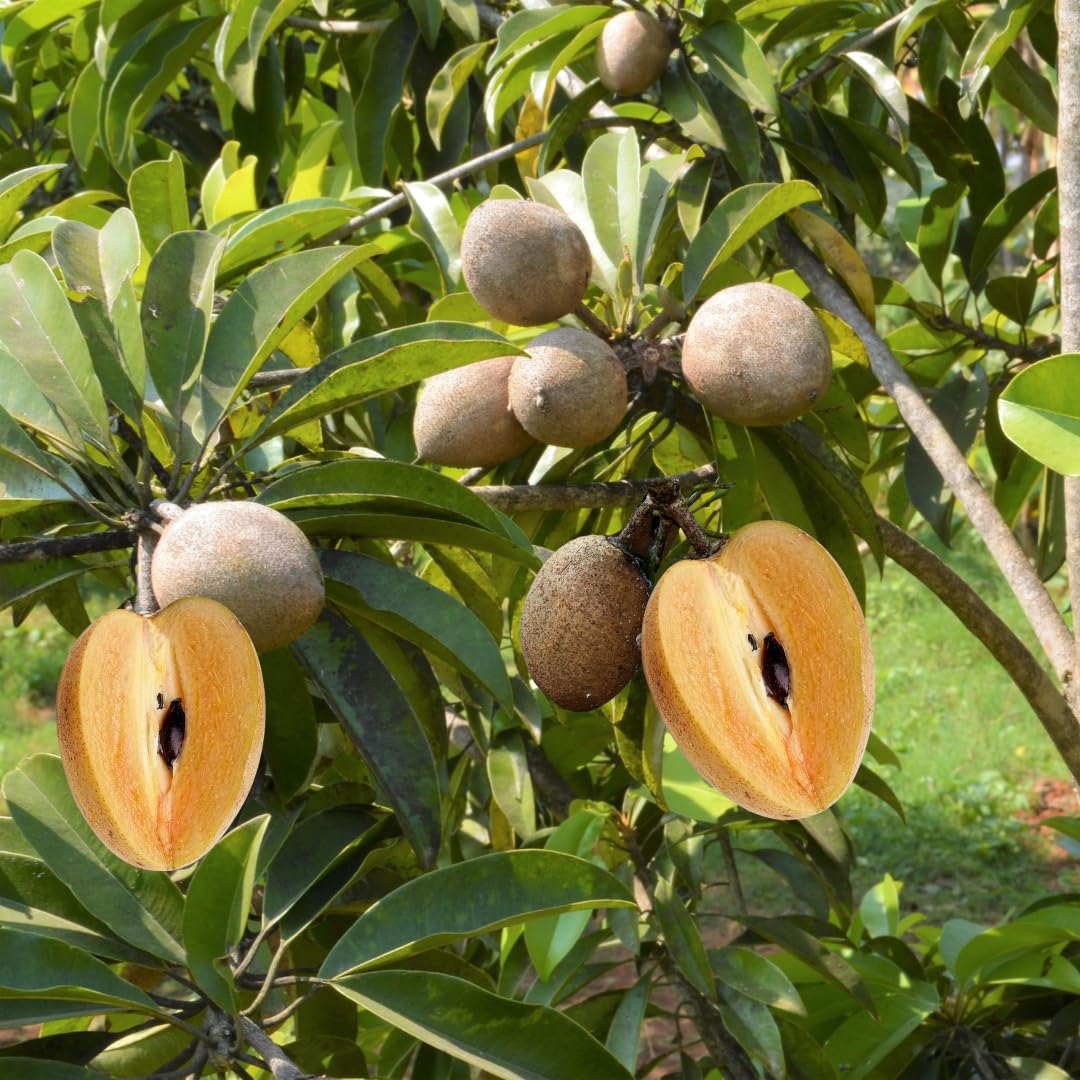 Sapodilla Tree Live Plant, Sweet Tropical Fruit Tree, 2–3 Feet Tall in 3 Gallon Pot, Ready for Outdoor Planting, No Ship to CA