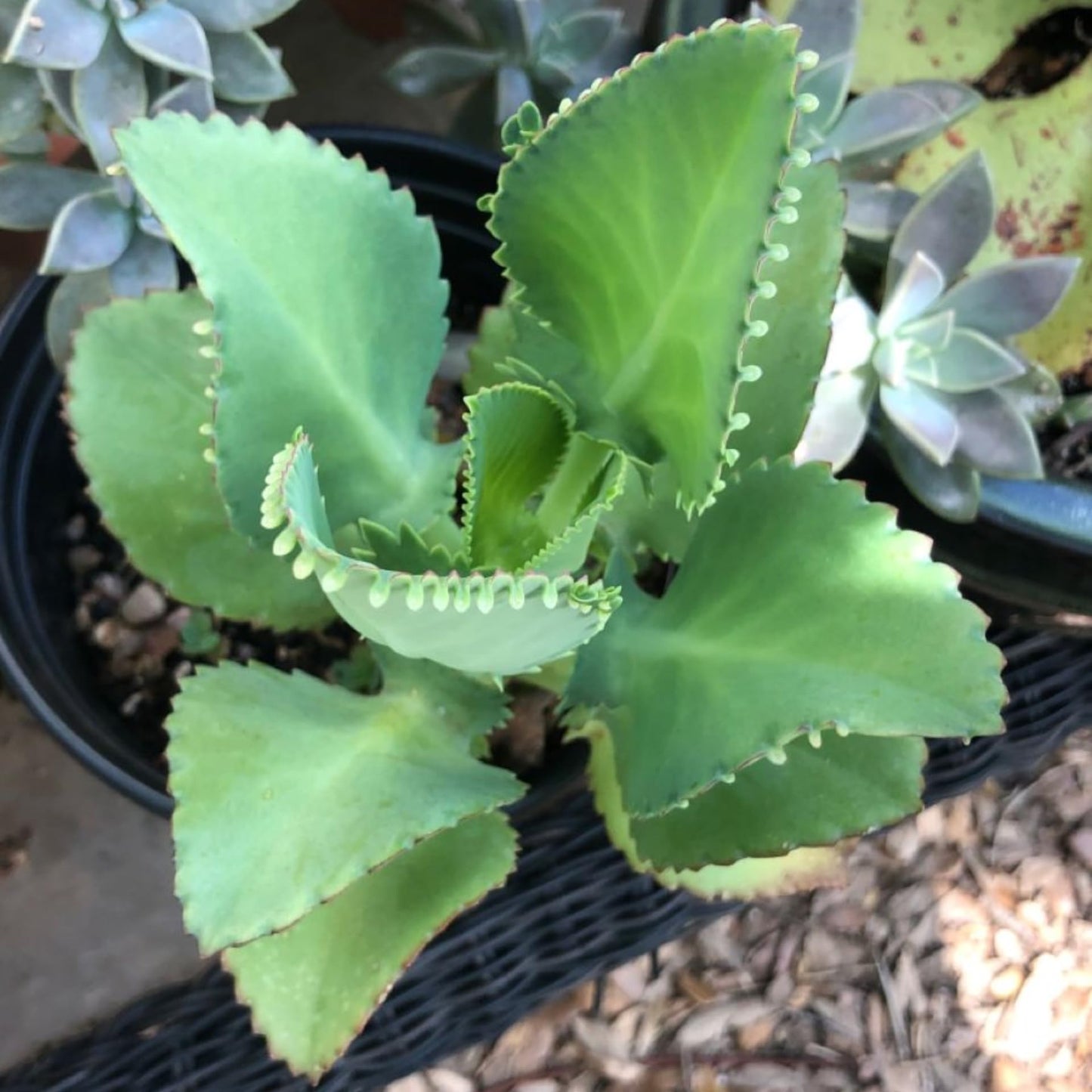 Mother of Thousands Plant, 2 Inch Pot Kalanchoe Plant, Kalanchoe Mother of Thousands Plants Live Potted Houseplants Succulent