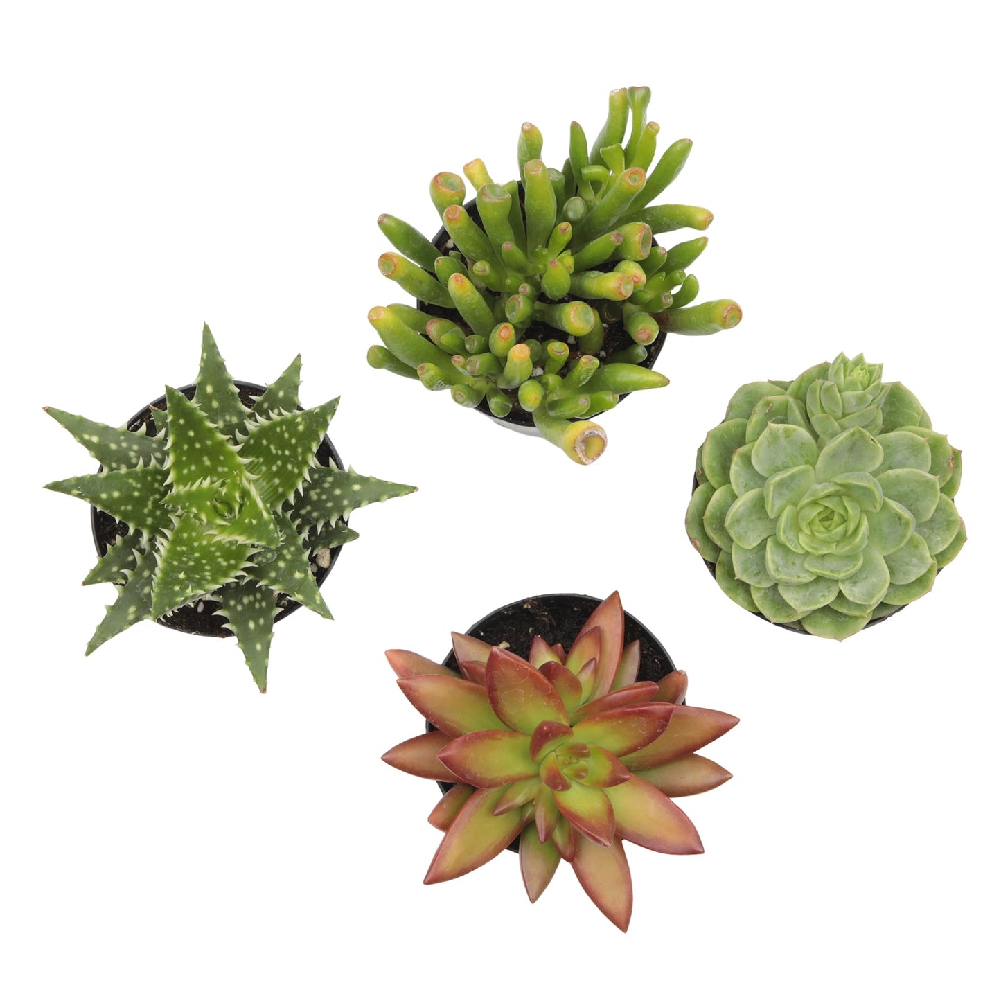 Altman Plants, Live Succulents Plants Live Houseplants (4PK), Succulent Plant Lover Gifts, Live Indoor Plants in Potting Soil, Live Plants Indoor Cactus Plants Live Succulent Plants Live House Plants