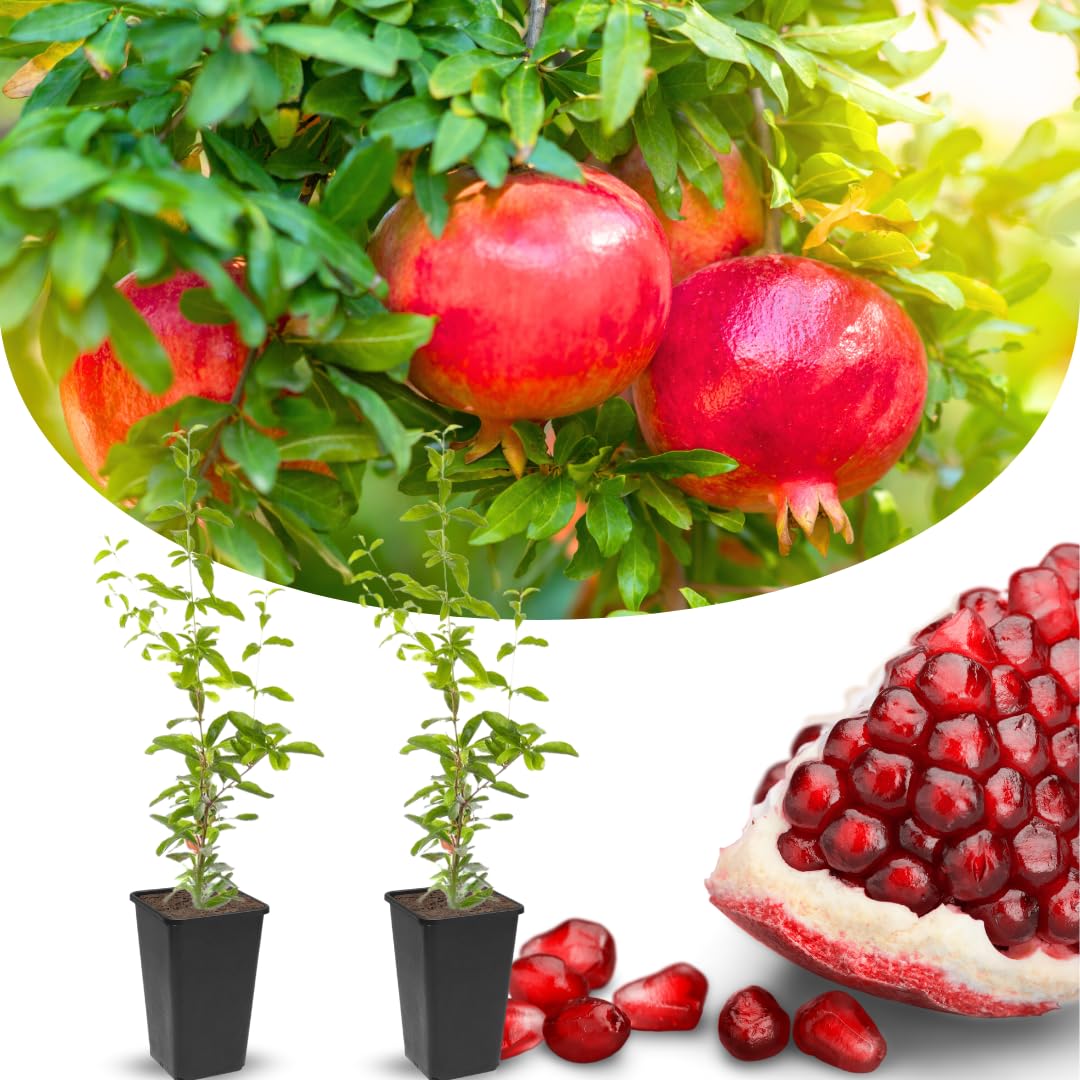 1 Year Old Pomegranate Tree Live Plant, Sweet Red Pomegranate Starter Size Seedling in 4" Pot, for Indoor Outdoor Spring Growing