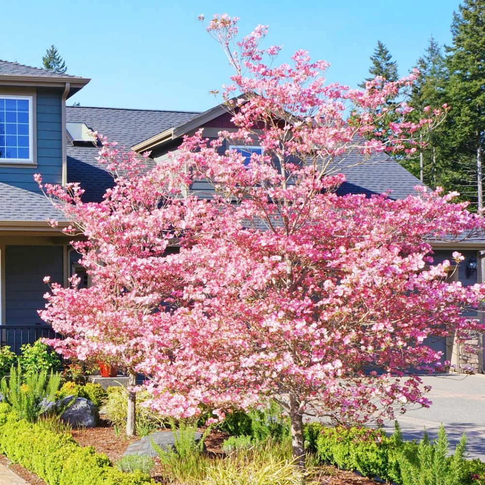 Pink Dogwood Tree Live Plant for Planting Outdoor, 8-14 Inch Tall, in Quart Pot, Dogwood Live Plant Dogwood Bush, Dogwood Plant Live