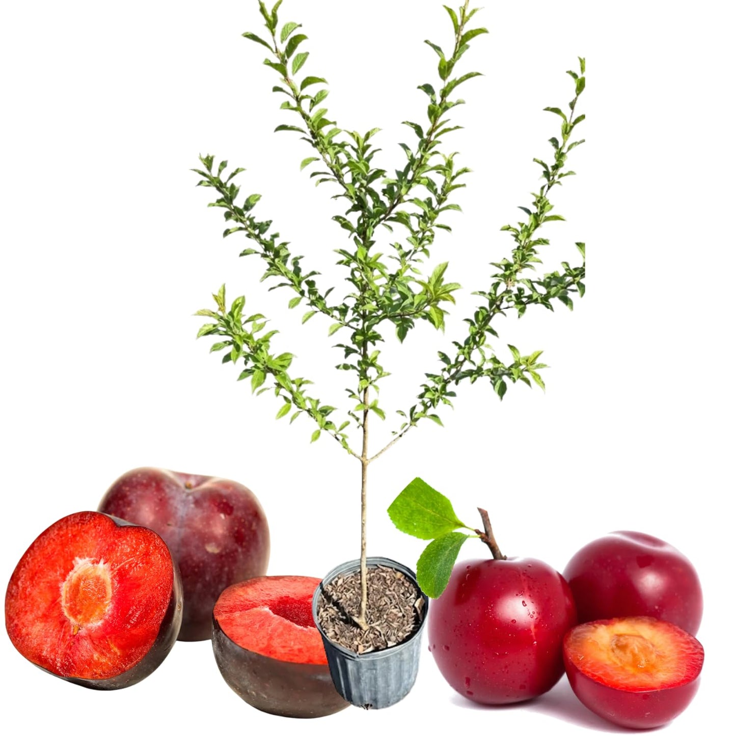 Methley Plum Tree Live Plant for Planting 2 to 3 Feet Tall, 3 Gallon Pot, Grafted Plum Plant Live, Sweet Plum Fruit Tree for Outdoor, No Ship to CA