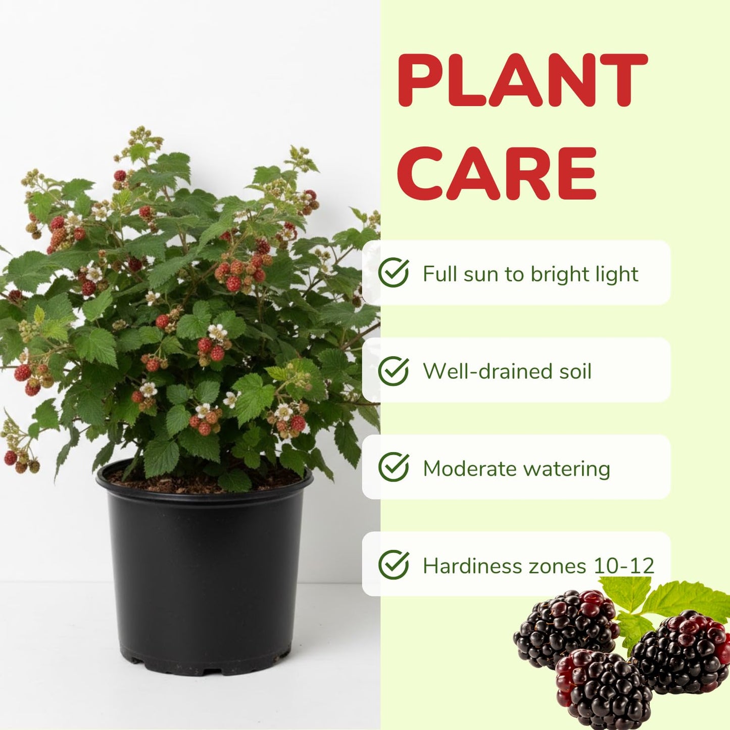 2 Boysenberry Tree Plant Live, Sweet Boysenberry Tree 4-6 Inc, Edible Fruit Plant for Outdoor Landscape