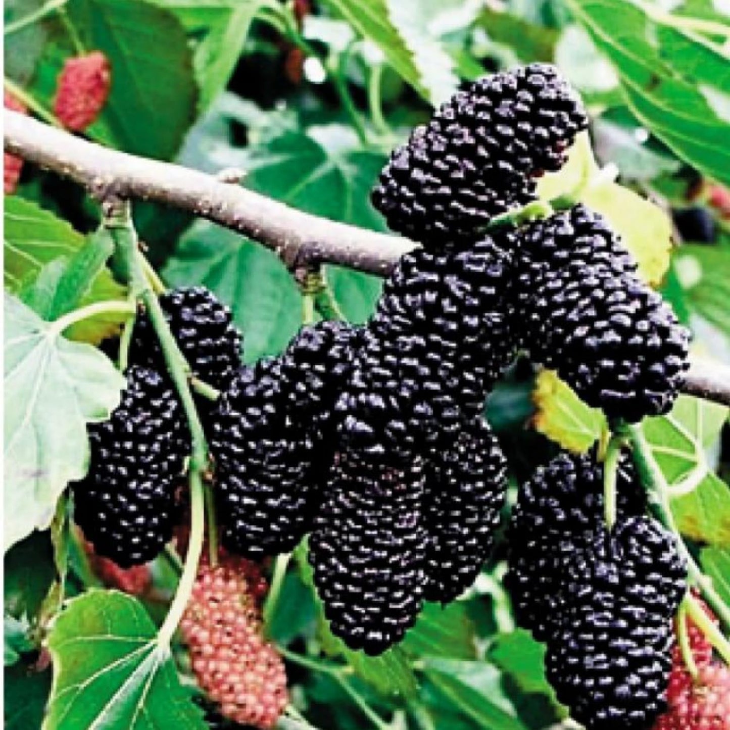 Dwarf Everbearing Mulberry Trees 6-8 Inches Tall Starter Plants - Edible Mulberries Fruit to Grow Outdoor - Sweet Mulberry Plants Live for Planting