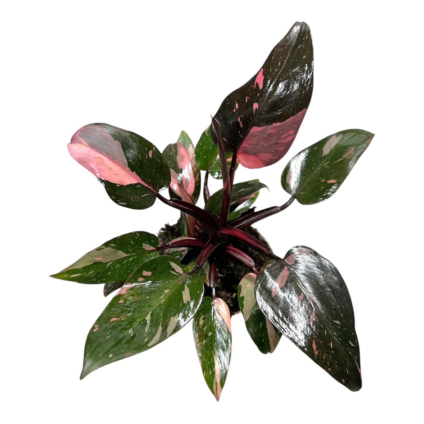 Hopewind Plnats Shop - Philodendron Live Plant, Air Purifying, Easy Care, Easy to Grow, Rare Variety, Live Indoor Plant, 4 inch Pot (Philodendron Pink Princess)