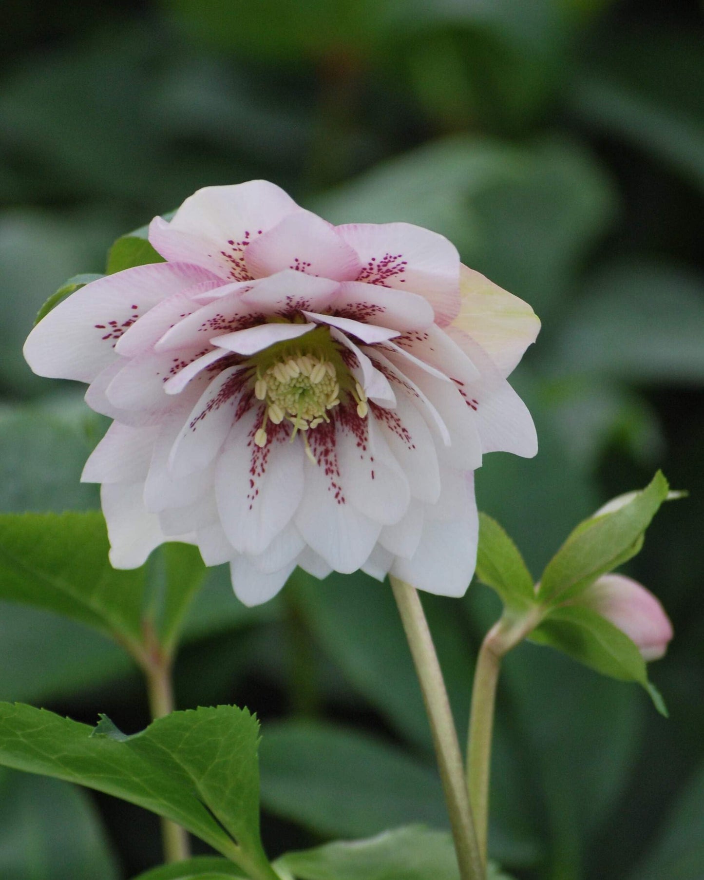 Perennial Farm Marketplace Helleborus x W.J. 'Cotton Candy' (Lenten Rose) Perennial, 1 Quart, Pink Flowers